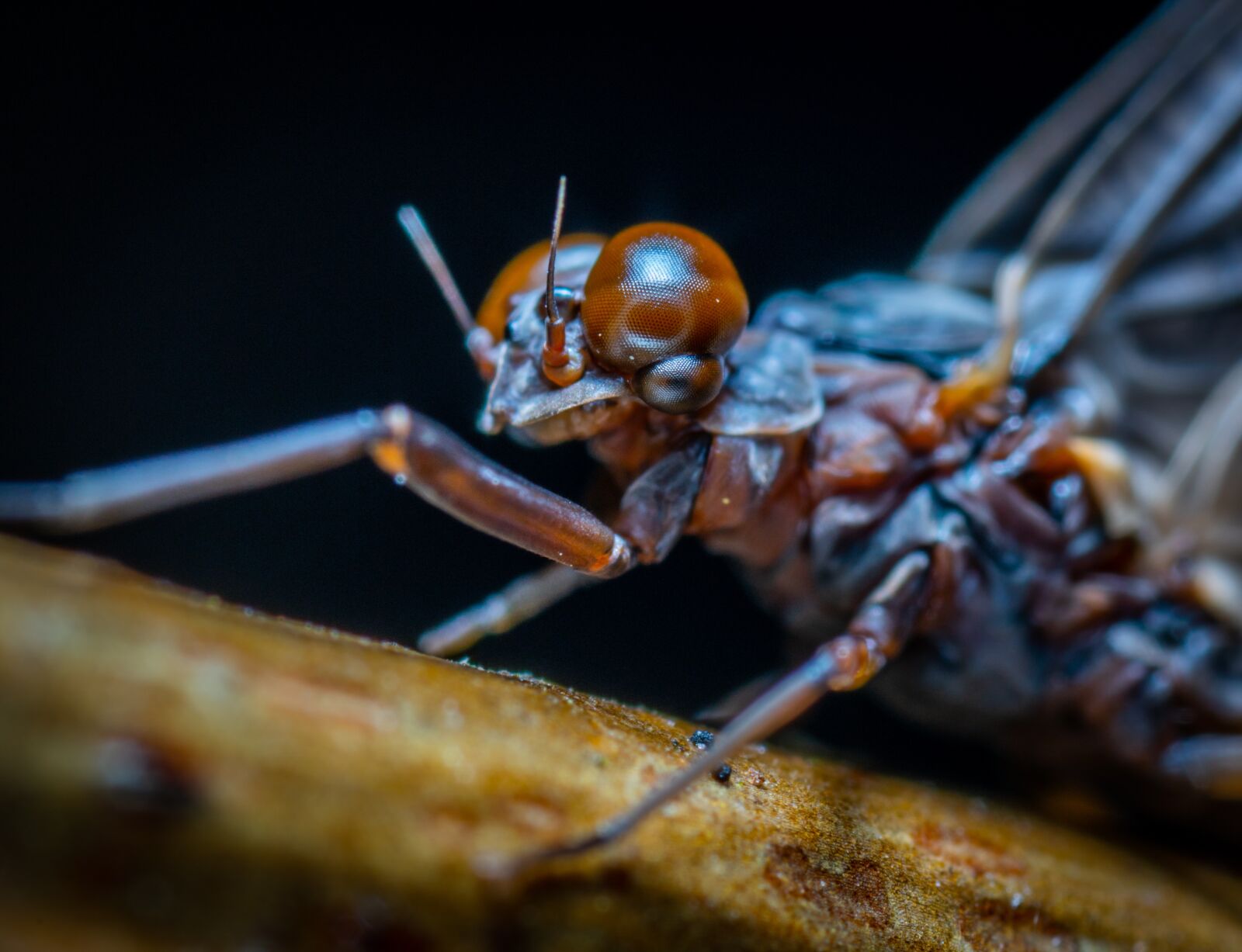 #124 65/2.8 sample photo. Insect, bespozvonochnoe, mustache photography