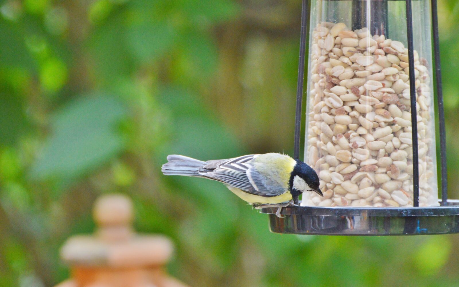 Nikon D3200 sample photo. Tit, bird, foraging photography