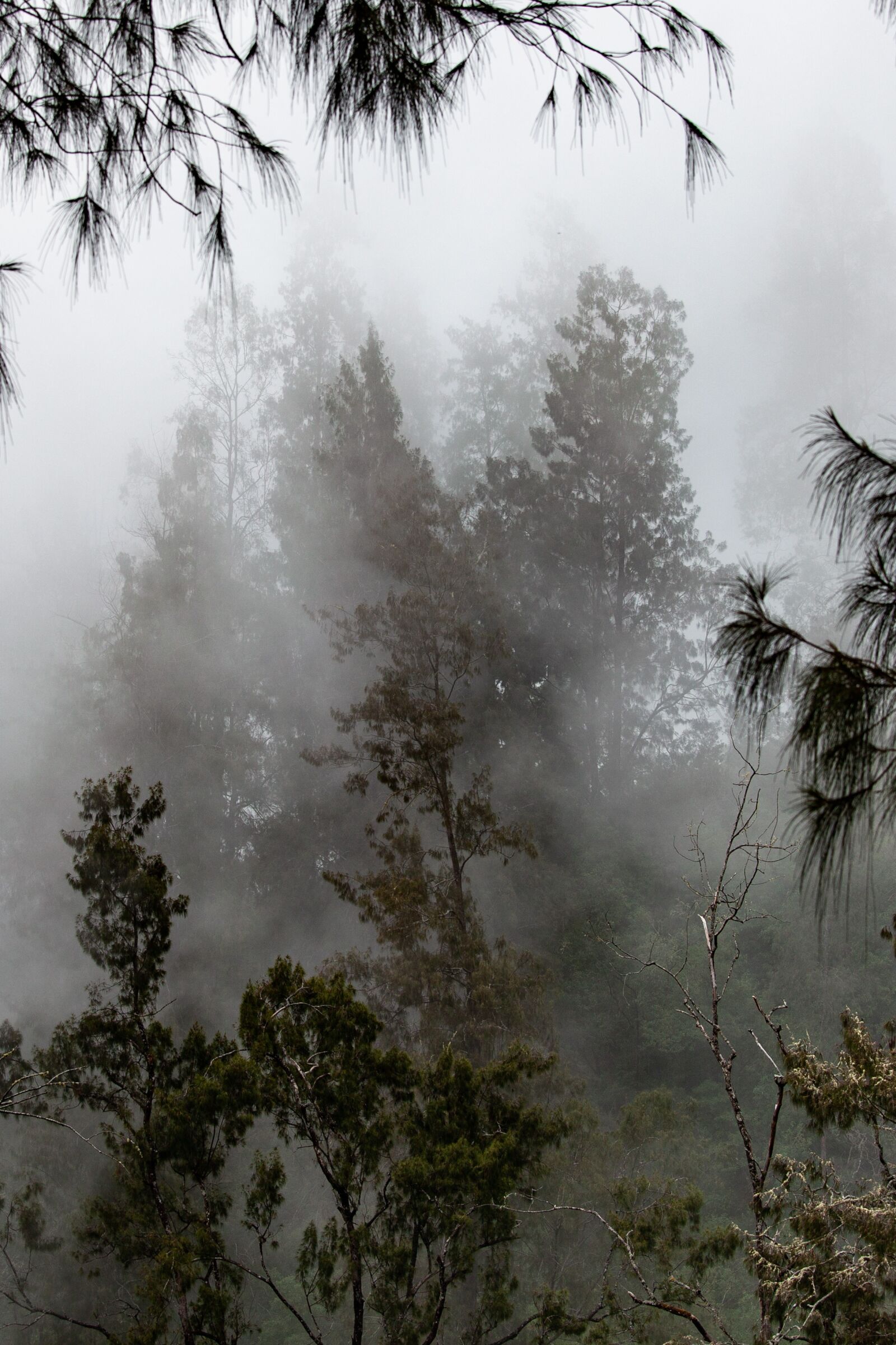 Canon EOS 5D Mark II sample photo. Landscape, forest, fog photography