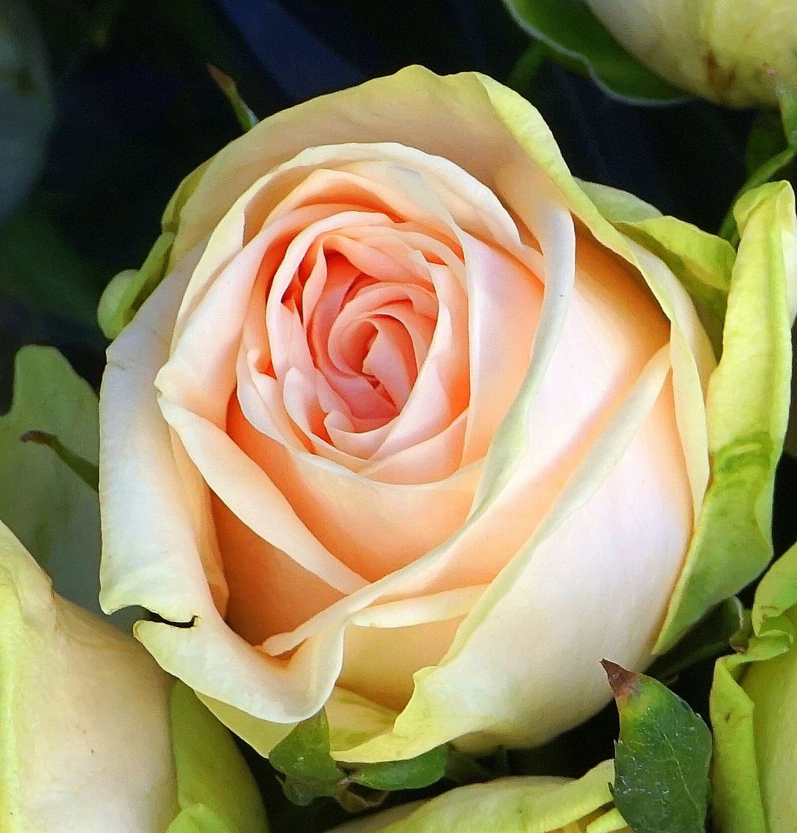 Sony Alpha a5000 (ILCE 5000) sample photo. Rose, blossom, bloom photography