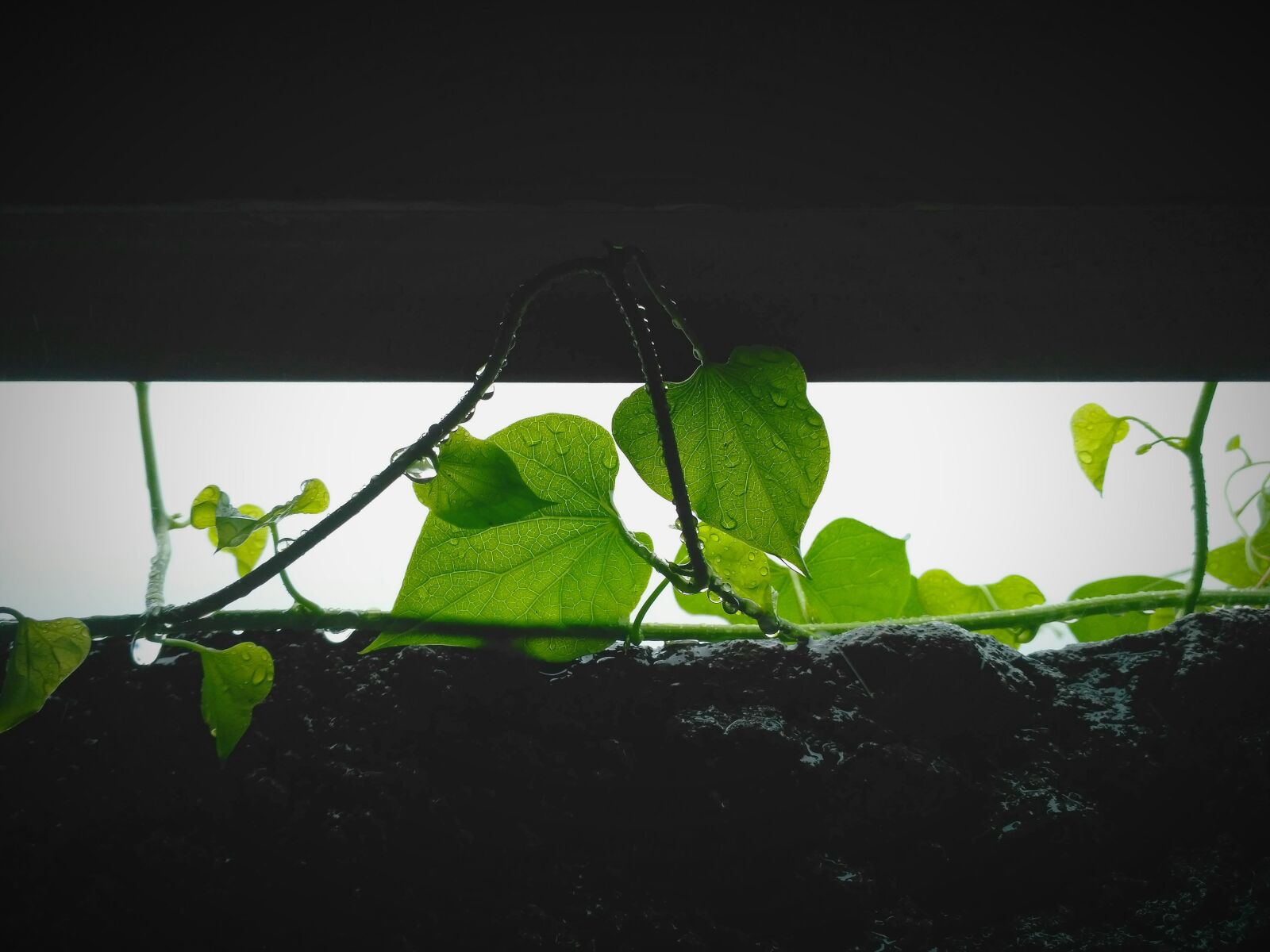 Xiaomi Redmi 3S sample photo. Wet, rain, leaf photography
