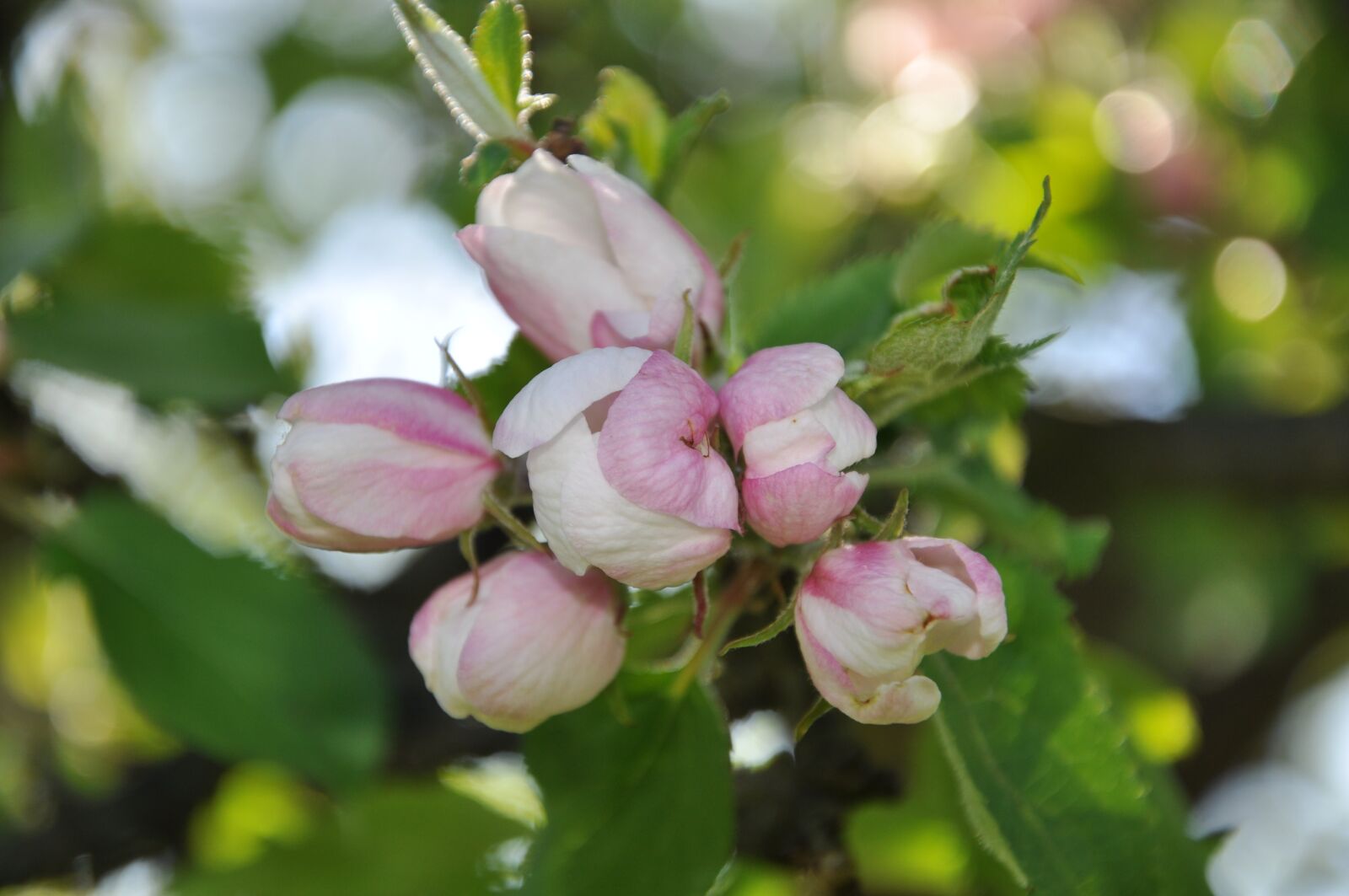 Nikon D90 sample photo. Blossom, bloom, bud photography