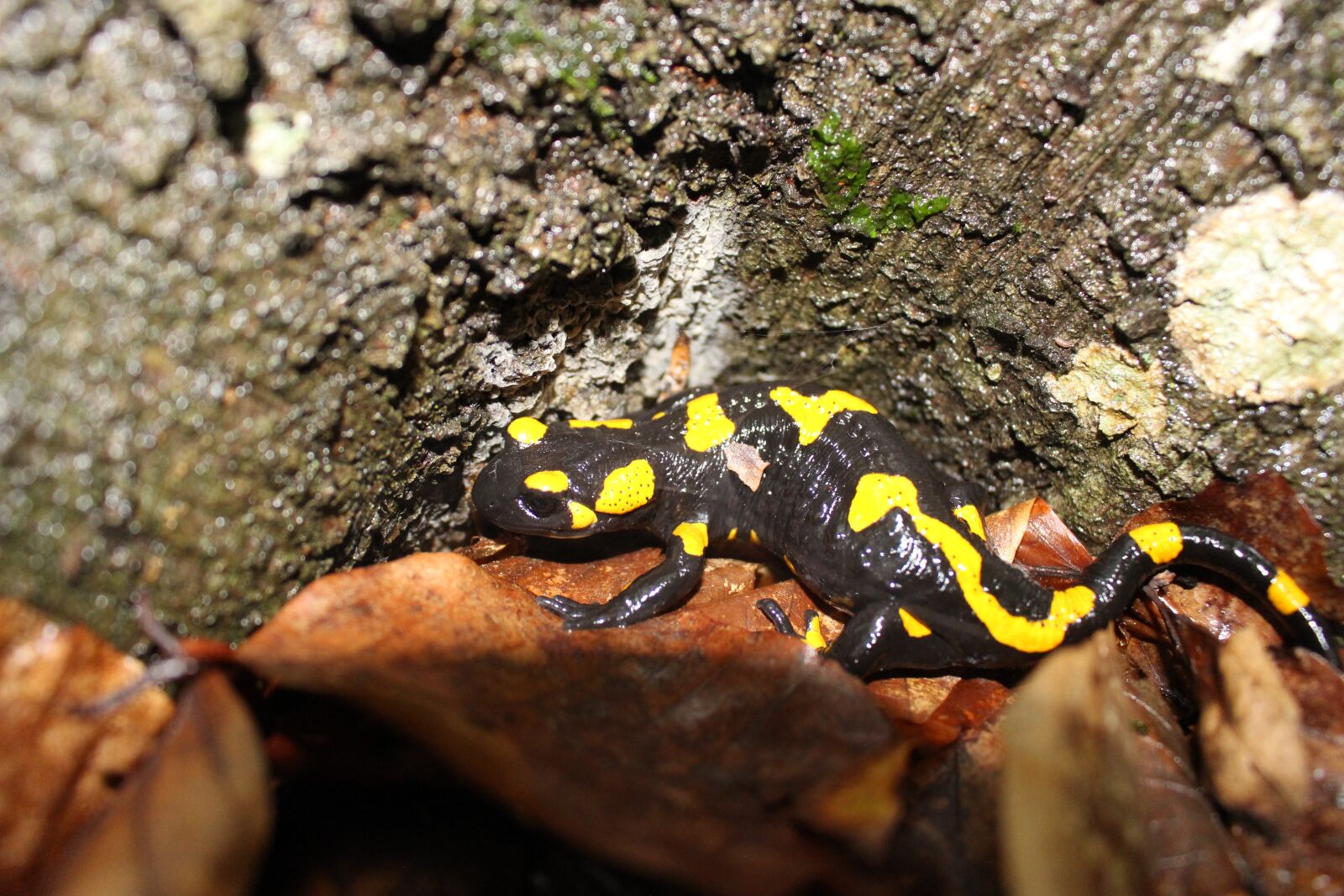 Canon EOS 100D (EOS Rebel SL1 / EOS Kiss X7) sample photo. Salamander, tree root, forest photography