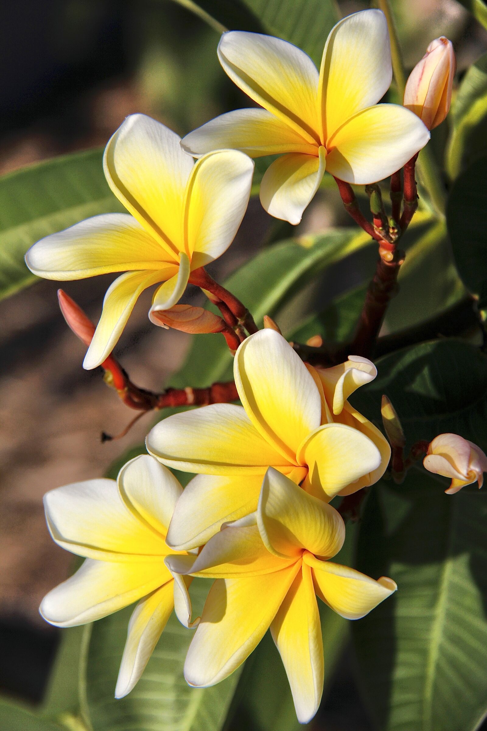 Canon EF-S 18-200mm F3.5-5.6 IS sample photo. Plumeria, flower, garden photography