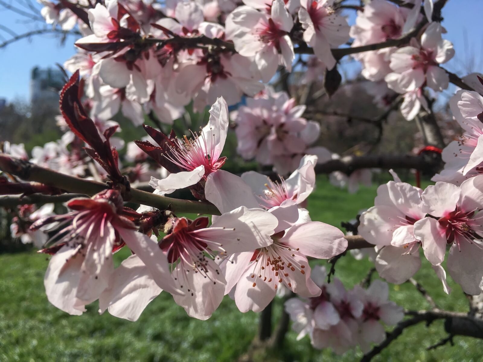 iPhone SE back camera 4.15mm f/2.2 sample photo. Spring, flowers, sunny photography