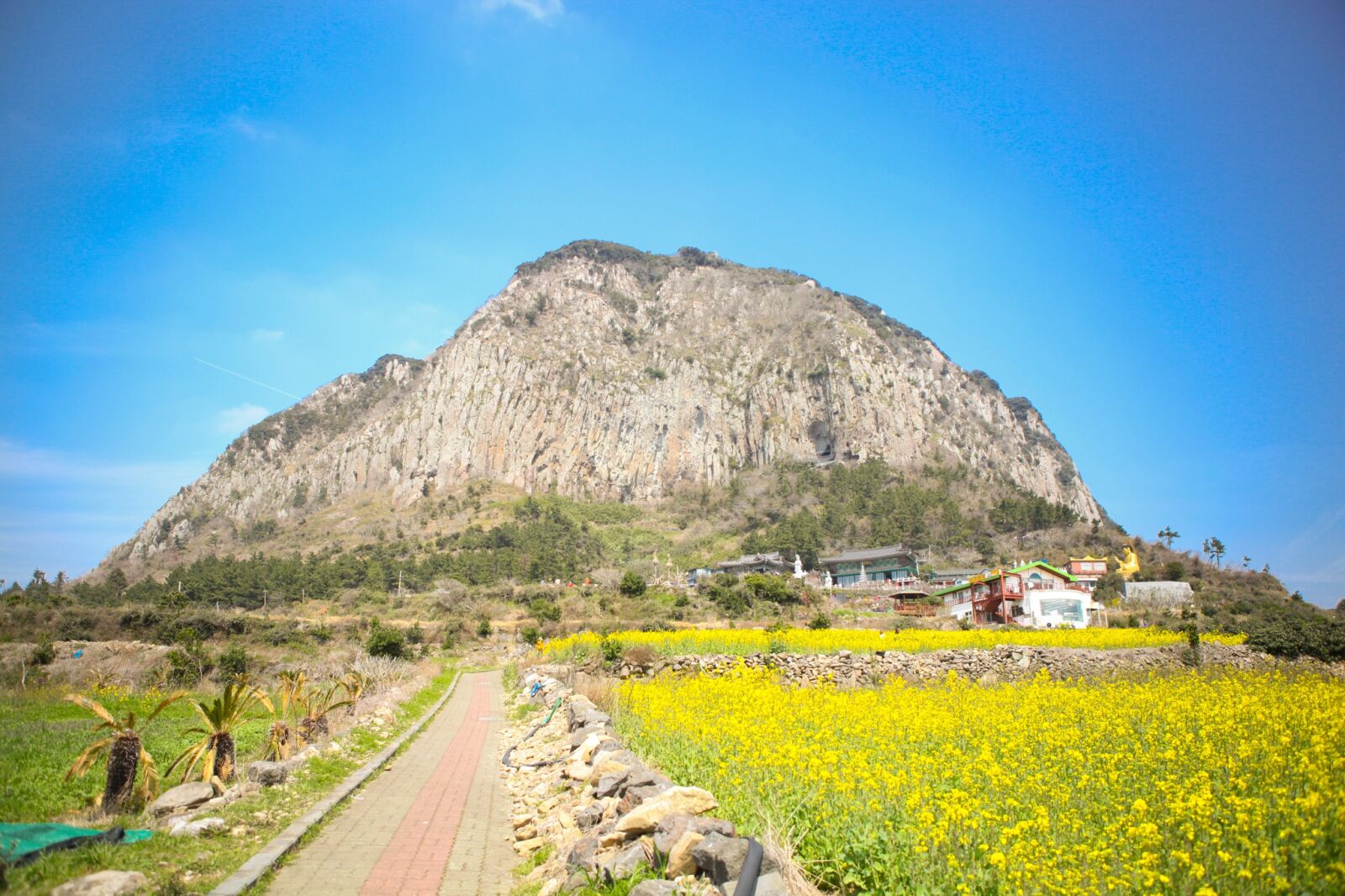 Canon EOS 5D Mark II sample photo. Jeju island, sanbangsan, rape photography