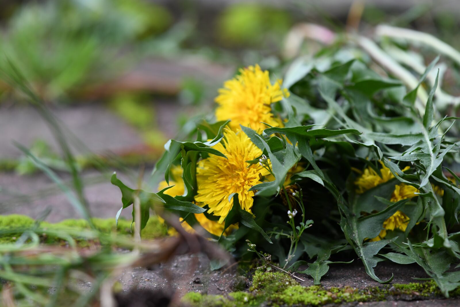 Nikon D850 sample photo. Dandelion, flower, grass photography