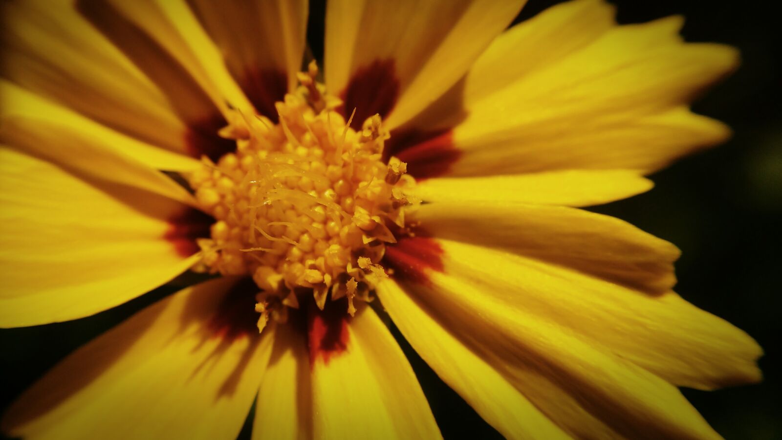 Motorola MotoG3 sample photo. Yellow flower, plant, spring photography