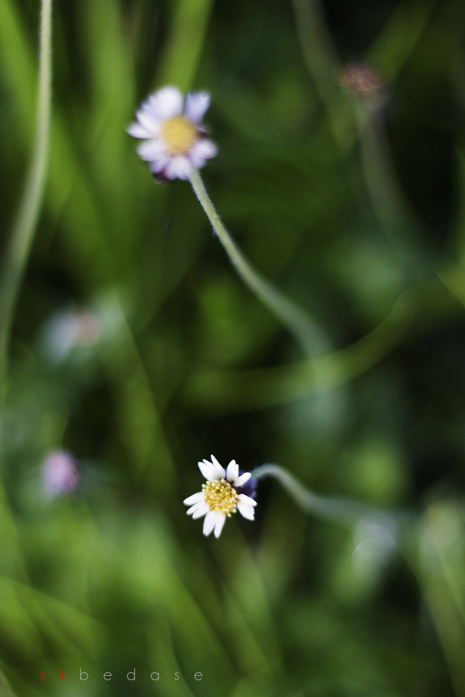 Canon EOS 70D + Canon EF 50mm F1.8 STM sample photo. Flower, green, macro, white photography