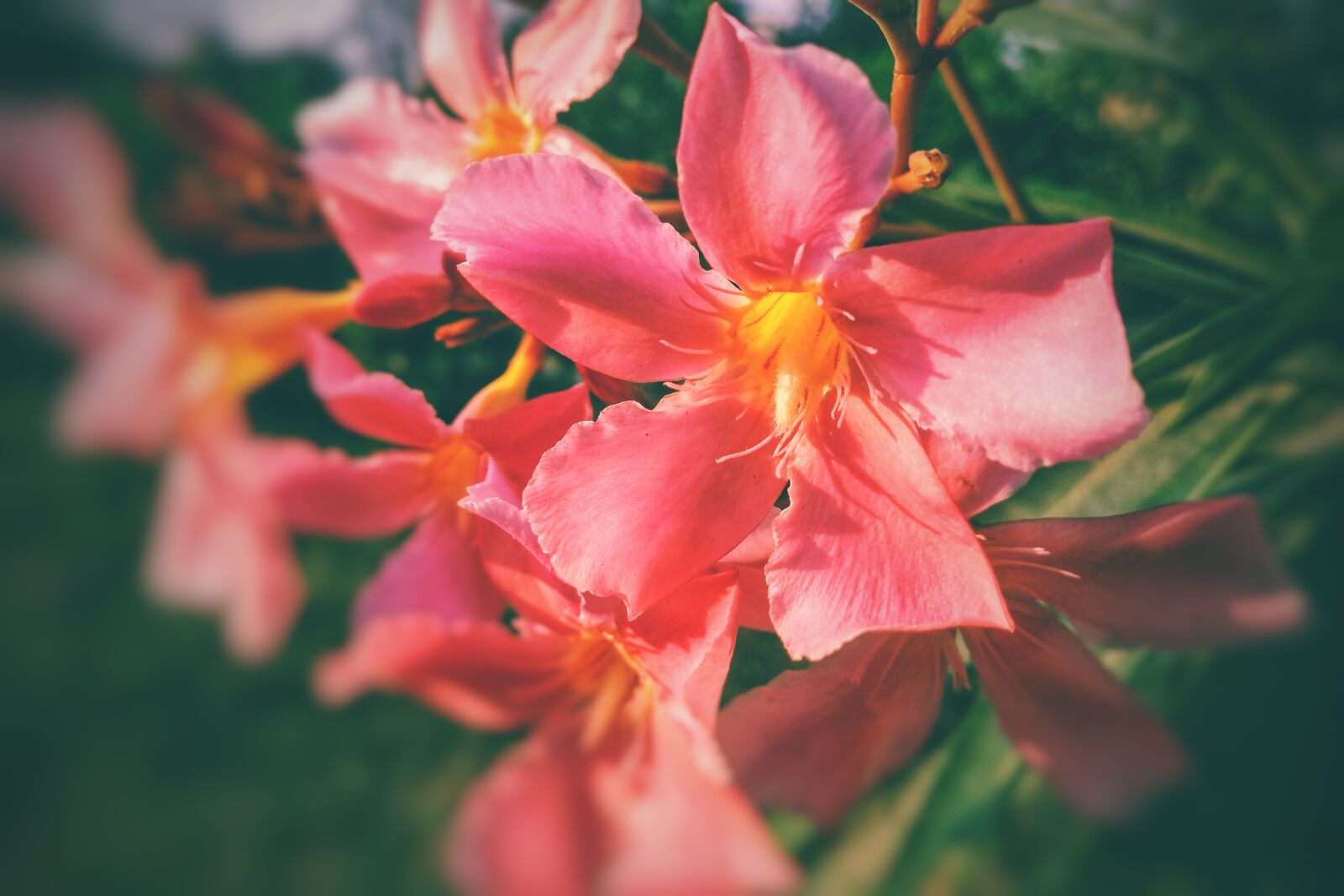Xiaomi Redmi 4A sample photo. Flower, flora, nature photography