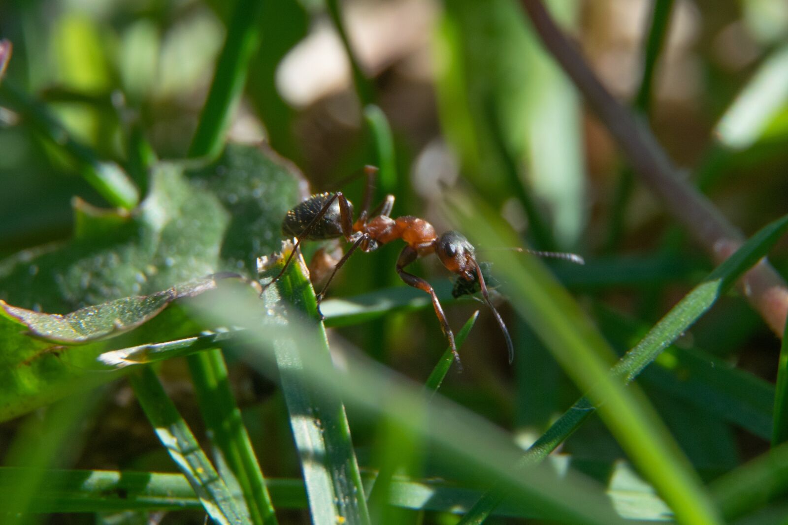 Nikon D3300 sample photo. Ant, beetle, garden photography
