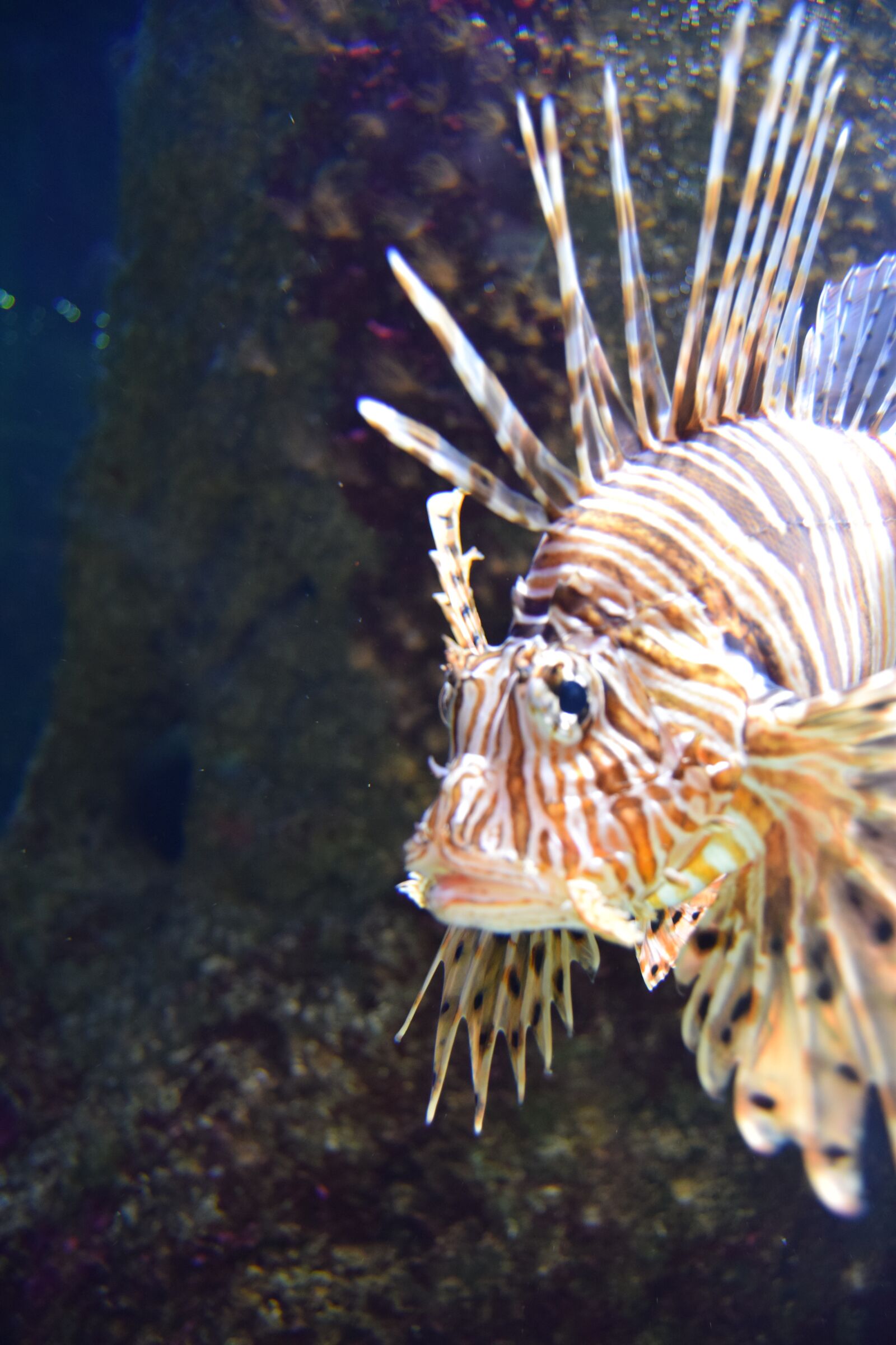 Nikon D3300 sample photo. Fish, ocean, sea photography