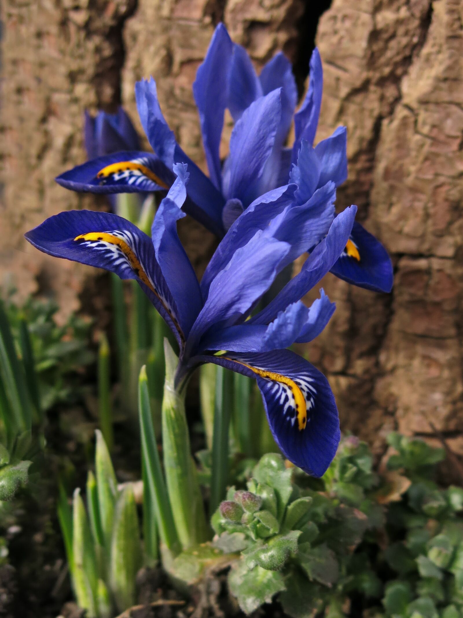 Canon PowerShot G15 sample photo. Dwarf iris, iris, blossom photography