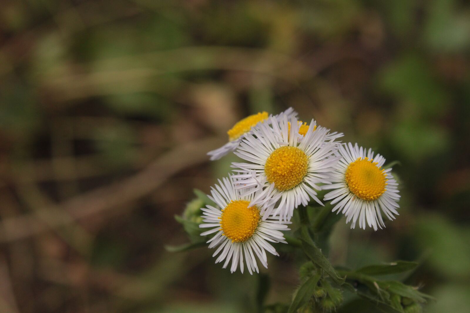 Canon EOS 500D (EOS Rebel T1i / EOS Kiss X3) sample photo. Flowers, white, summer photography