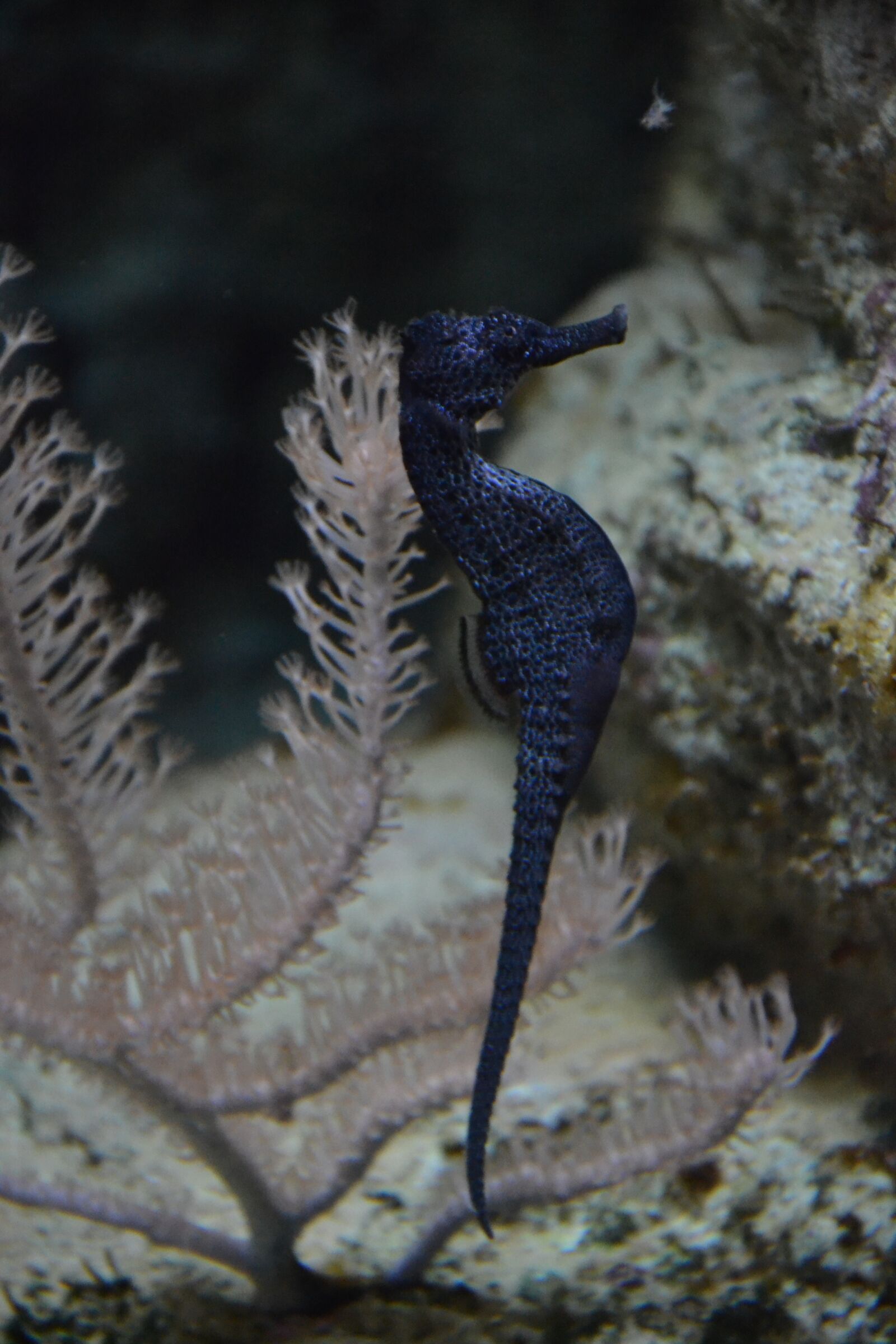 Nikon D3100 sample photo. Fish, water, aquarium photography