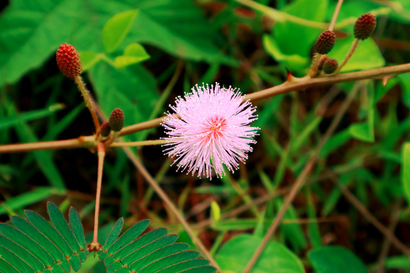 Canon EOS M3 sample photo. Flower, putri malu, natural photography