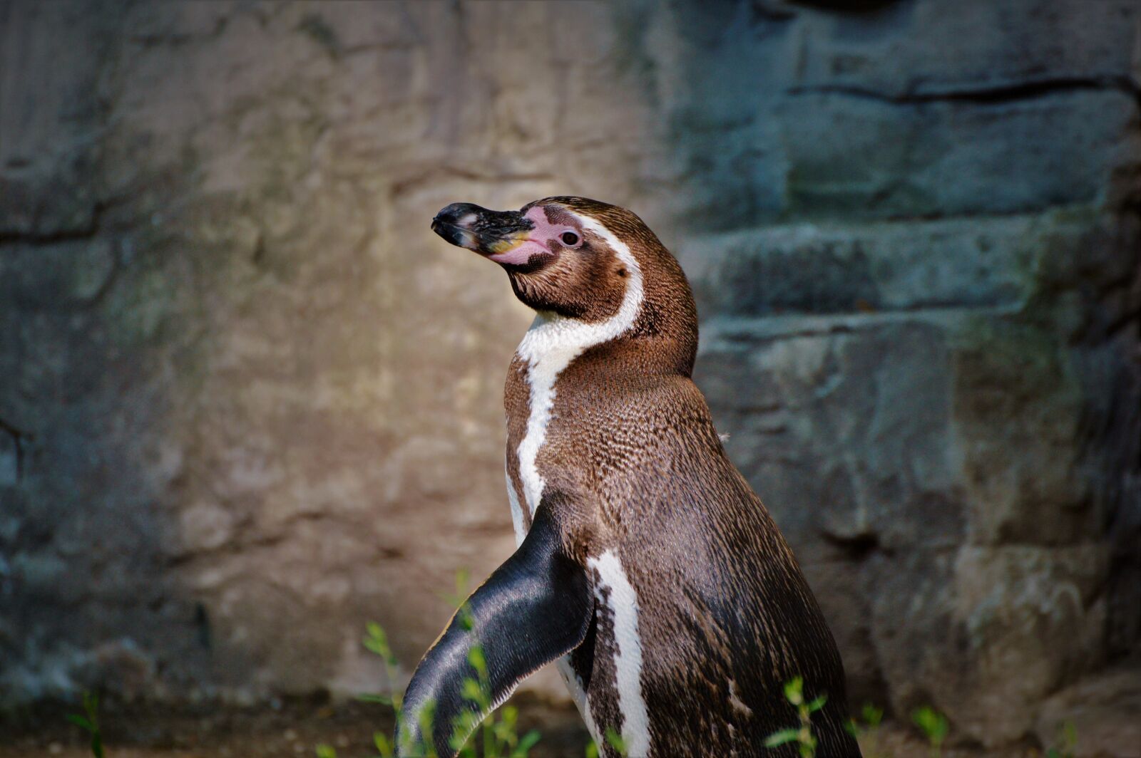 Nikon D3200 sample photo. Penguin, bird, water bird photography