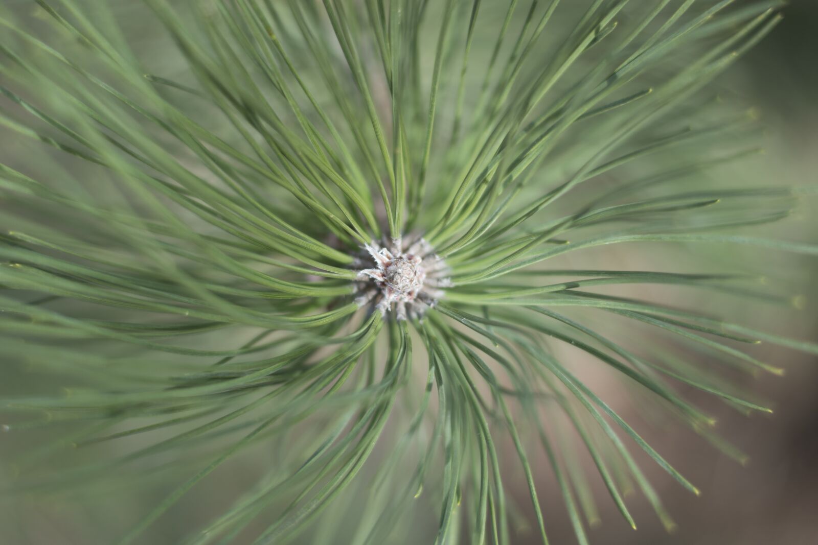 Nikon D5500 sample photo. Pine, green, needles photography