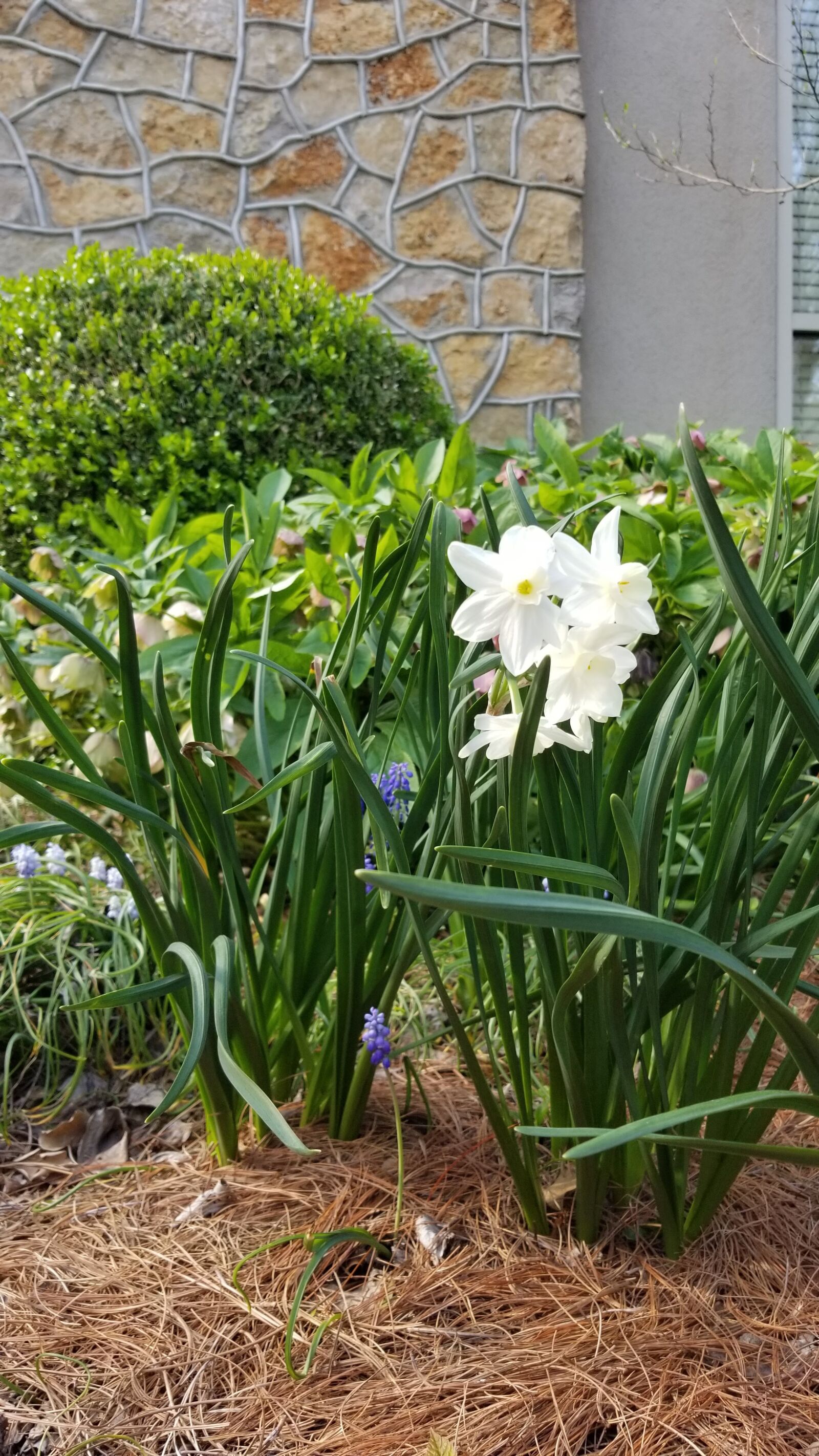 Samsung Galaxy S8+ sample photo. Flower, garden, church photography