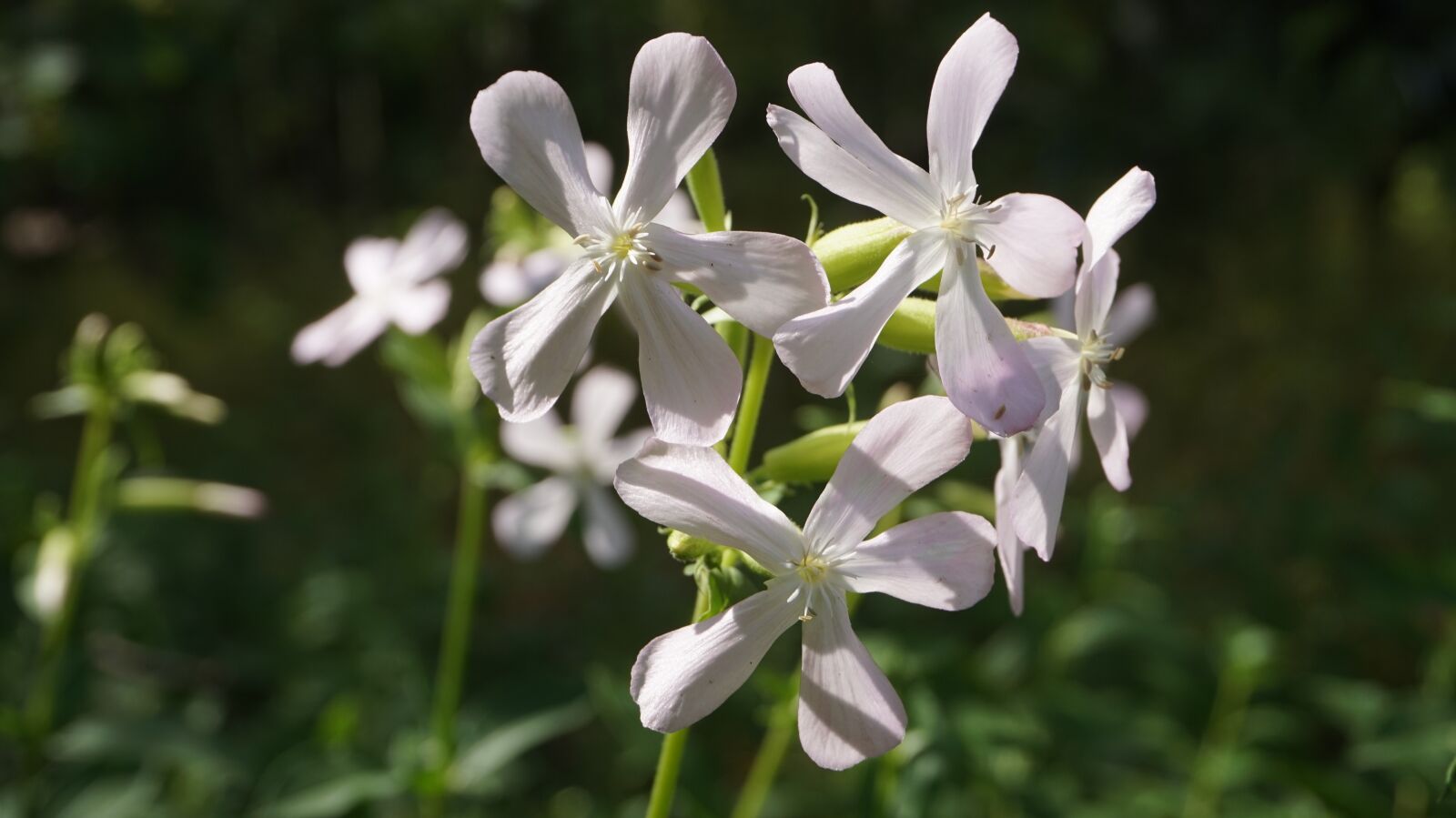 Sony Alpha a5000 (ILCE 5000) sample photo. Nature, flower, plant photography