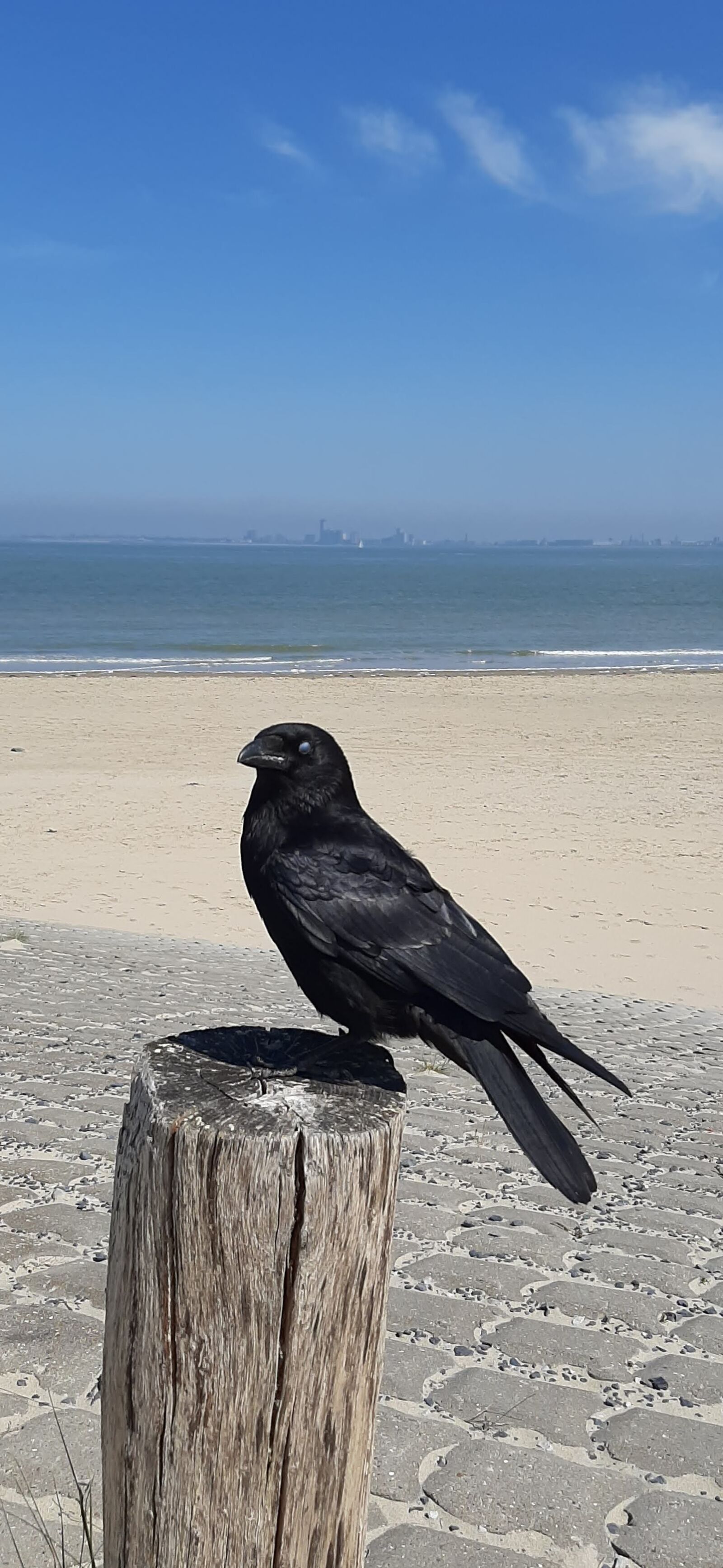 Samsung Galaxy A50 sample photo. Crow, beach, sea photography