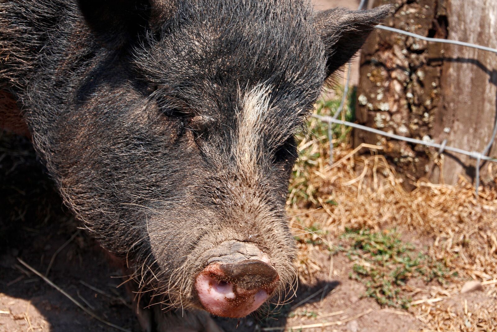 Canon EOS 650D (EOS Rebel T4i / EOS Kiss X6i) sample photo. Pig, black, animal world photography