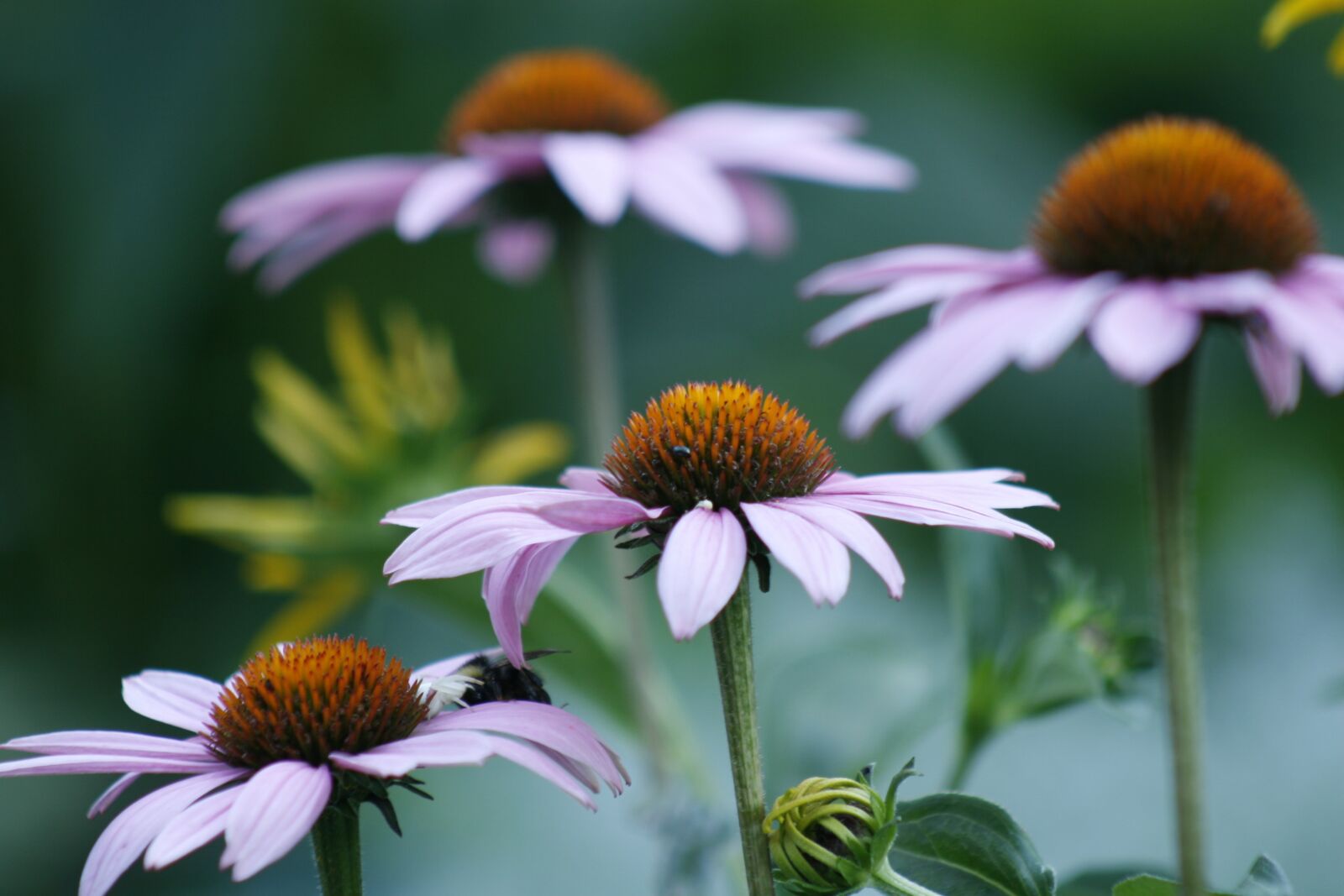 Canon EOS 30D sample photo. Marguerite, flower, petals photography