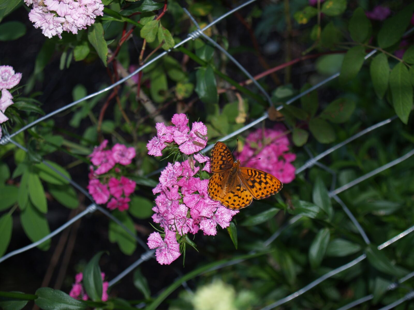 Olympus E-330 (EVOLT E-330) sample photo. Butterflies, flowers, spring photography