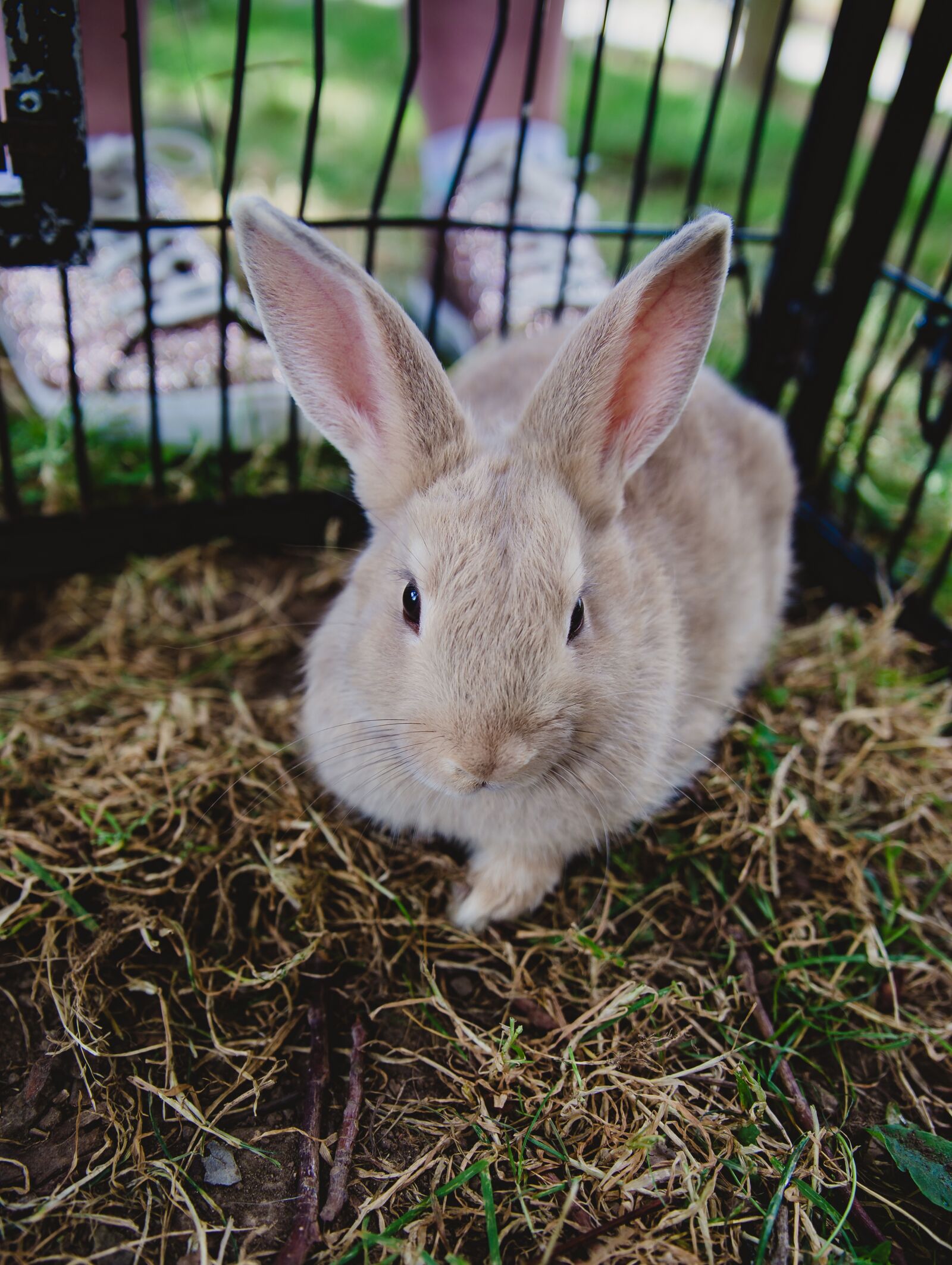 Canon EOS 6D Mark II sample photo. Bunny, rabbit, easter photography