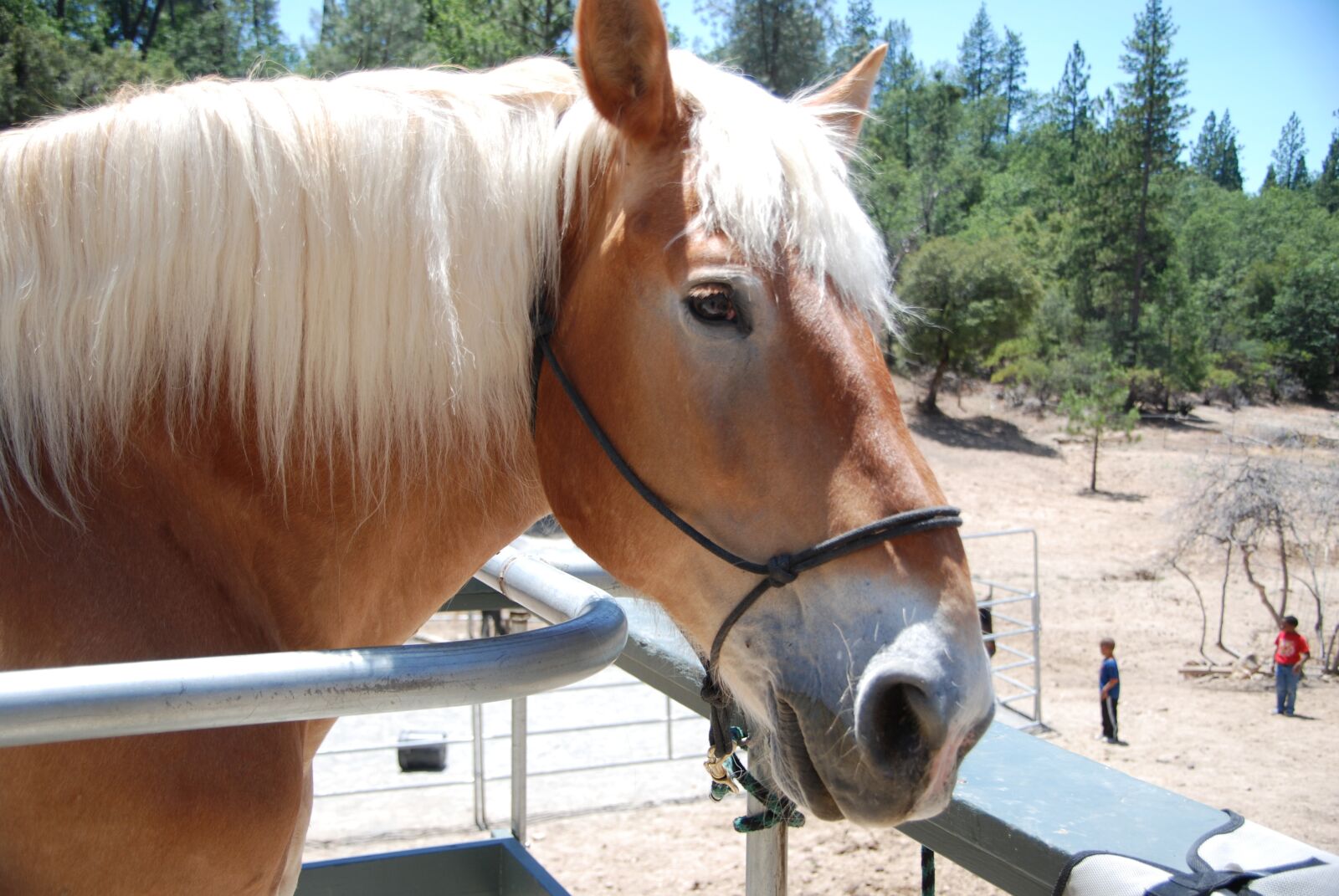 Nikon D60 sample photo. Horse, brown, white photography