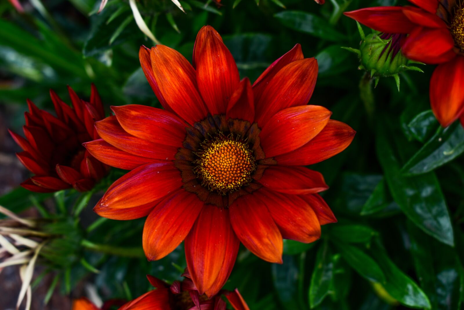 Nikon D3400 sample photo. Flower, plant, nature photography