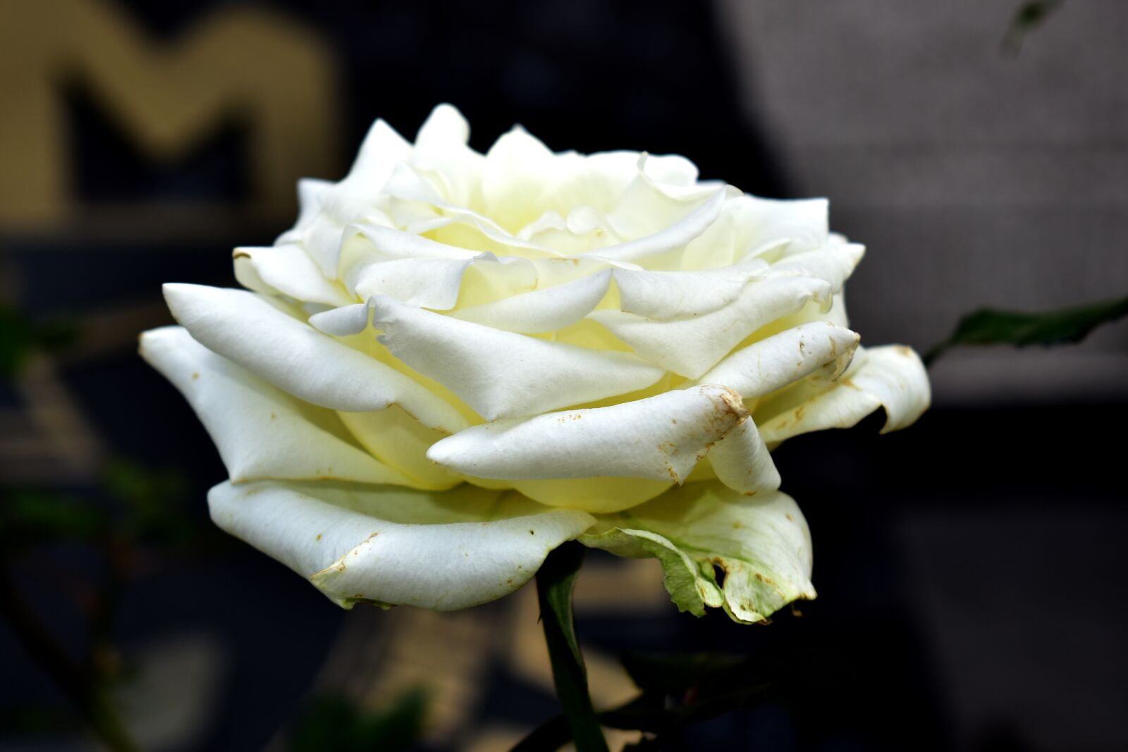 Nikon D5600 sample photo. Rosa, flowers, garden photography