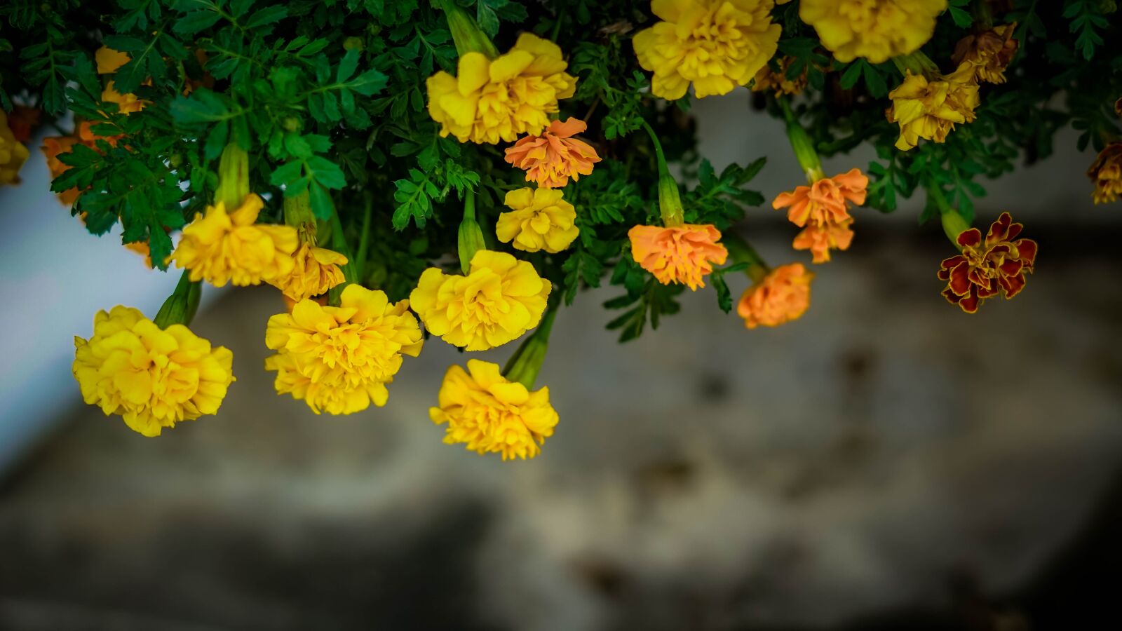 Sony a6000 + Sony FE 50mm F1.8 sample photo. Flower, yellow, nature photography