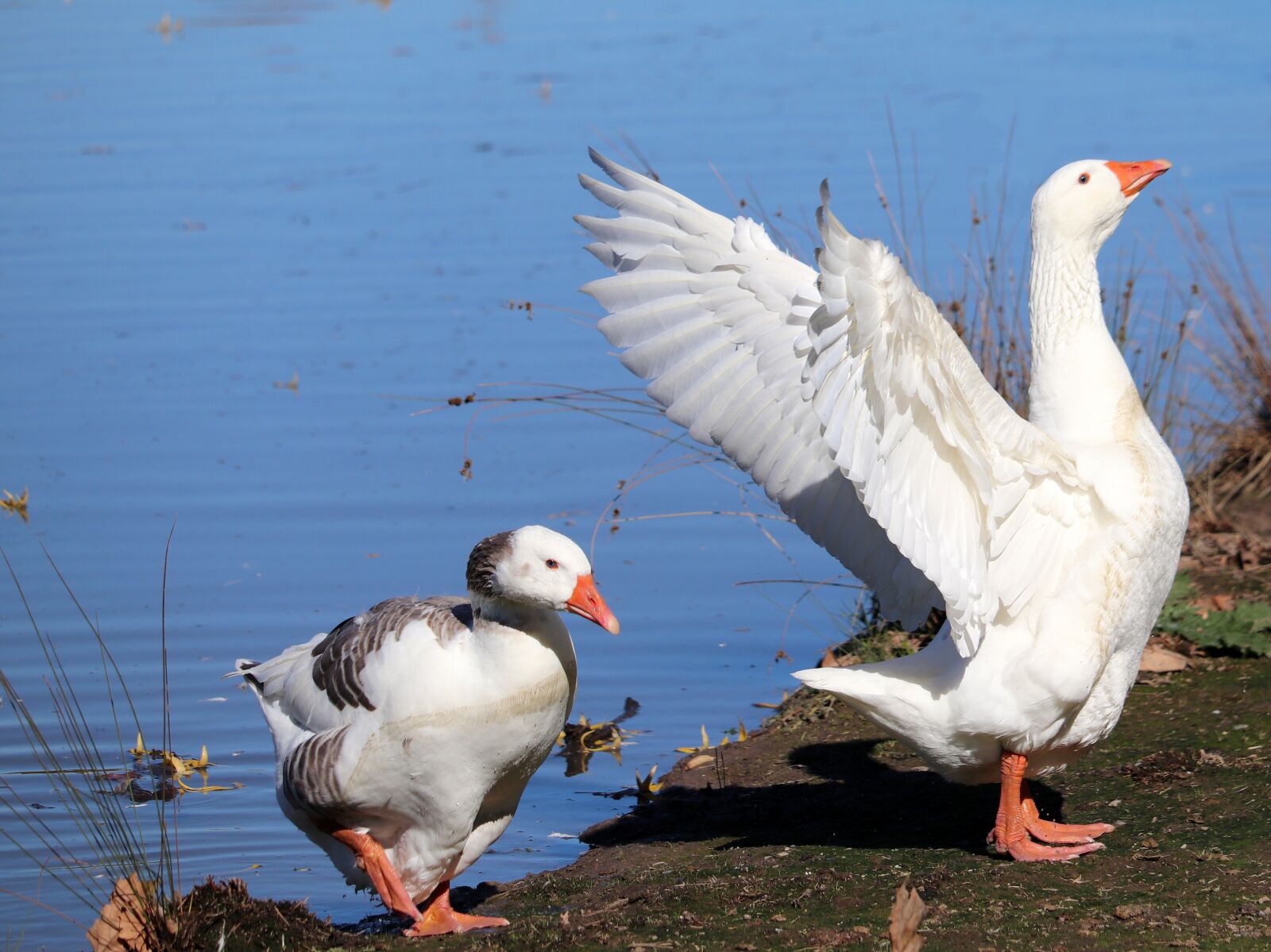 Canon EF-S 55-250mm F4-5.6 IS STM sample photo. Geese, birds, lake photography