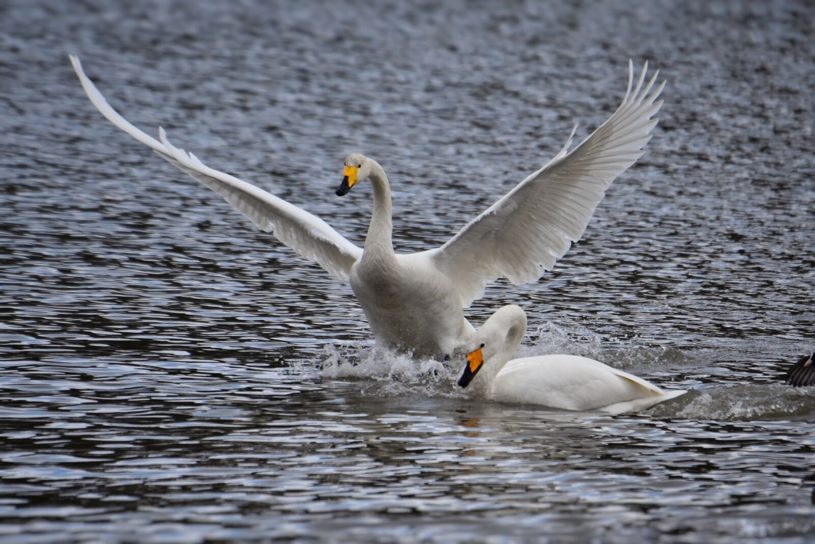 Nikon D7200 sample photo. Animal, lake, waterside photography