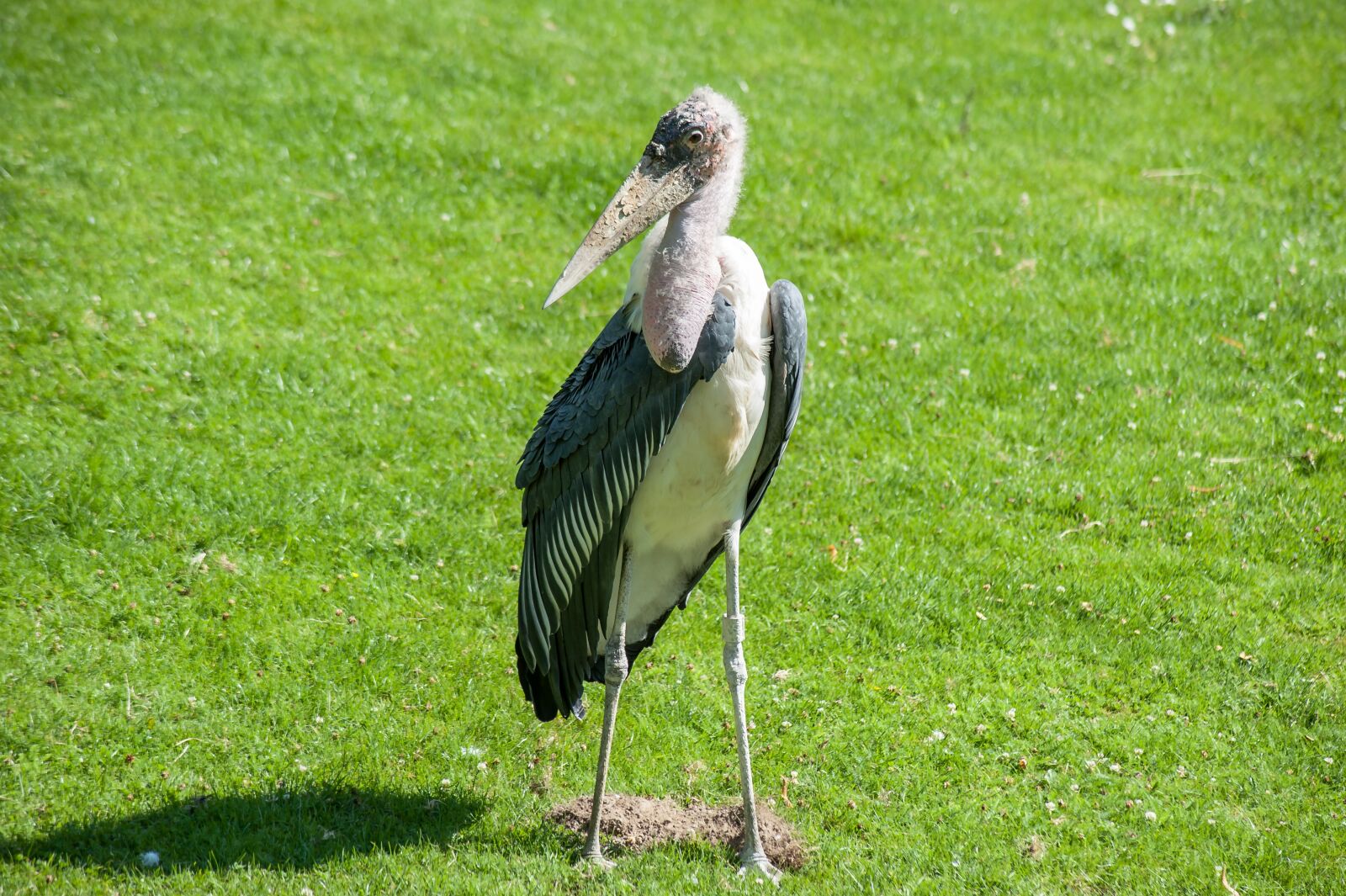 Nikon D700 sample photo. Bird, marabu, bill photography