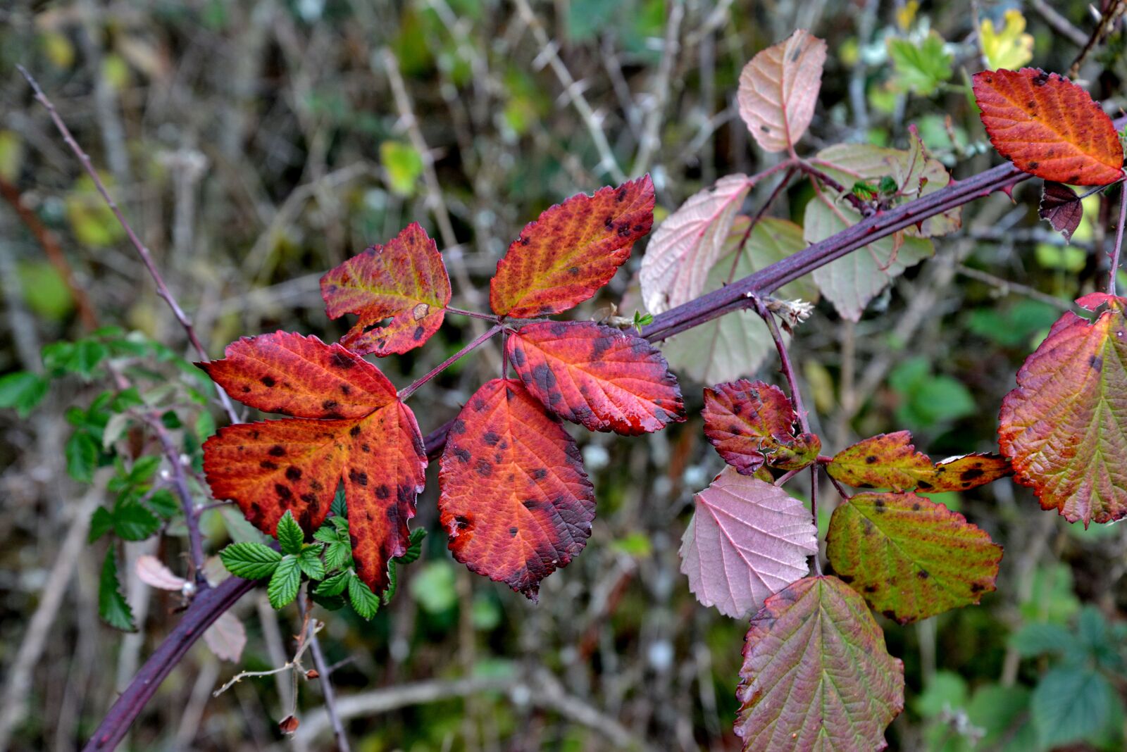 Nikon D600 sample photo. Autumn leaf, fall colors photography