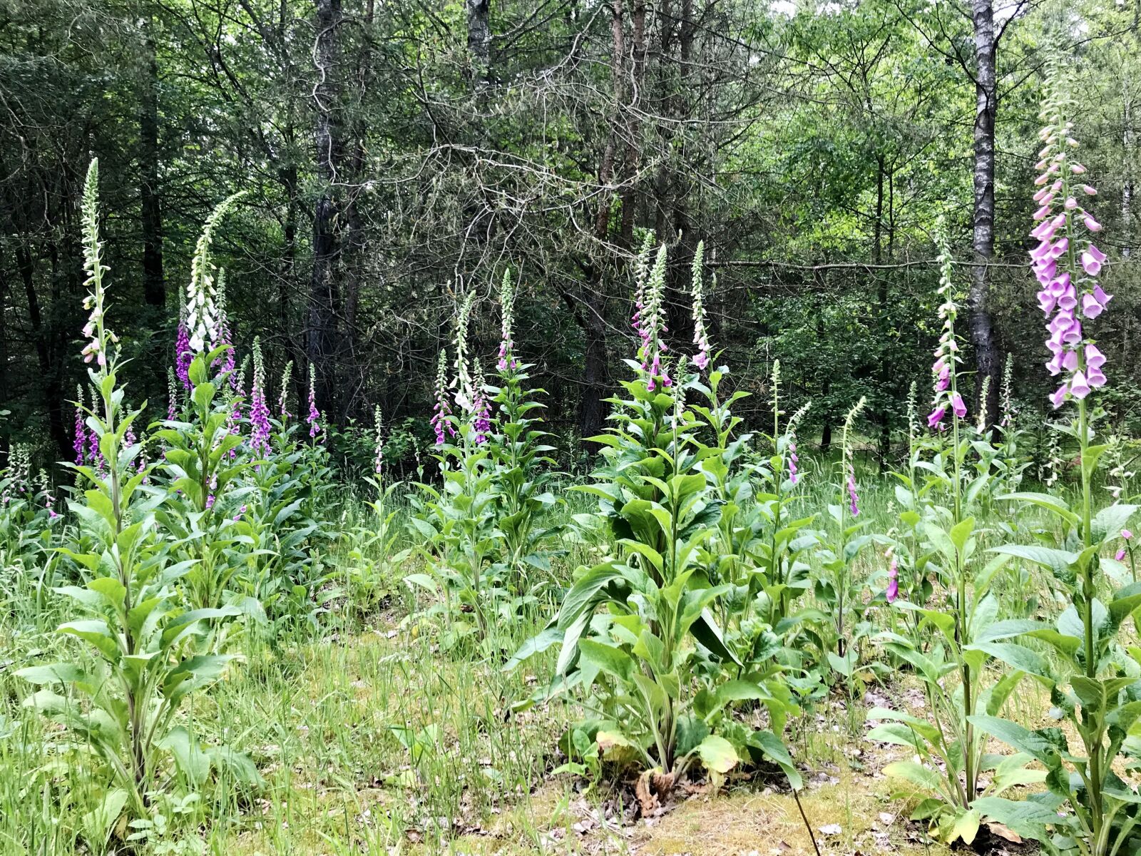 iPhone 7 back camera 3.99mm f/1.8 sample photo. Thimble, forest, digitalis purpurea photography