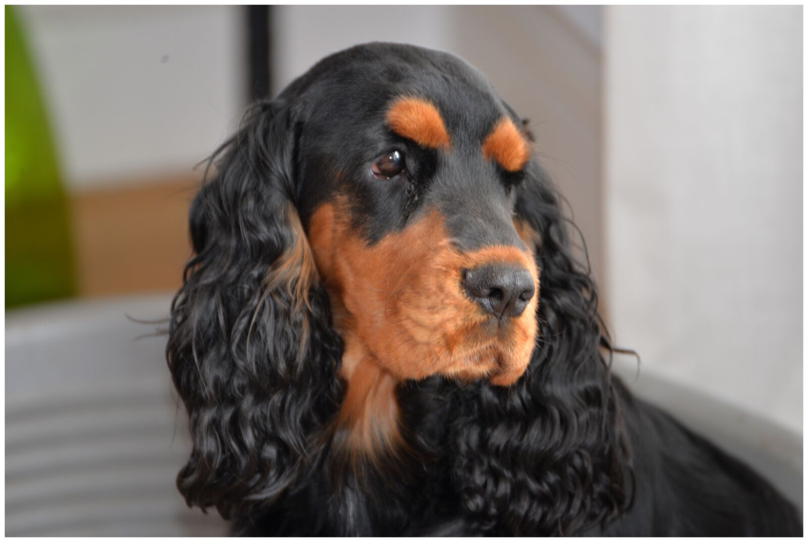 Nikon D610 sample photo. Animal, dog, cute photography