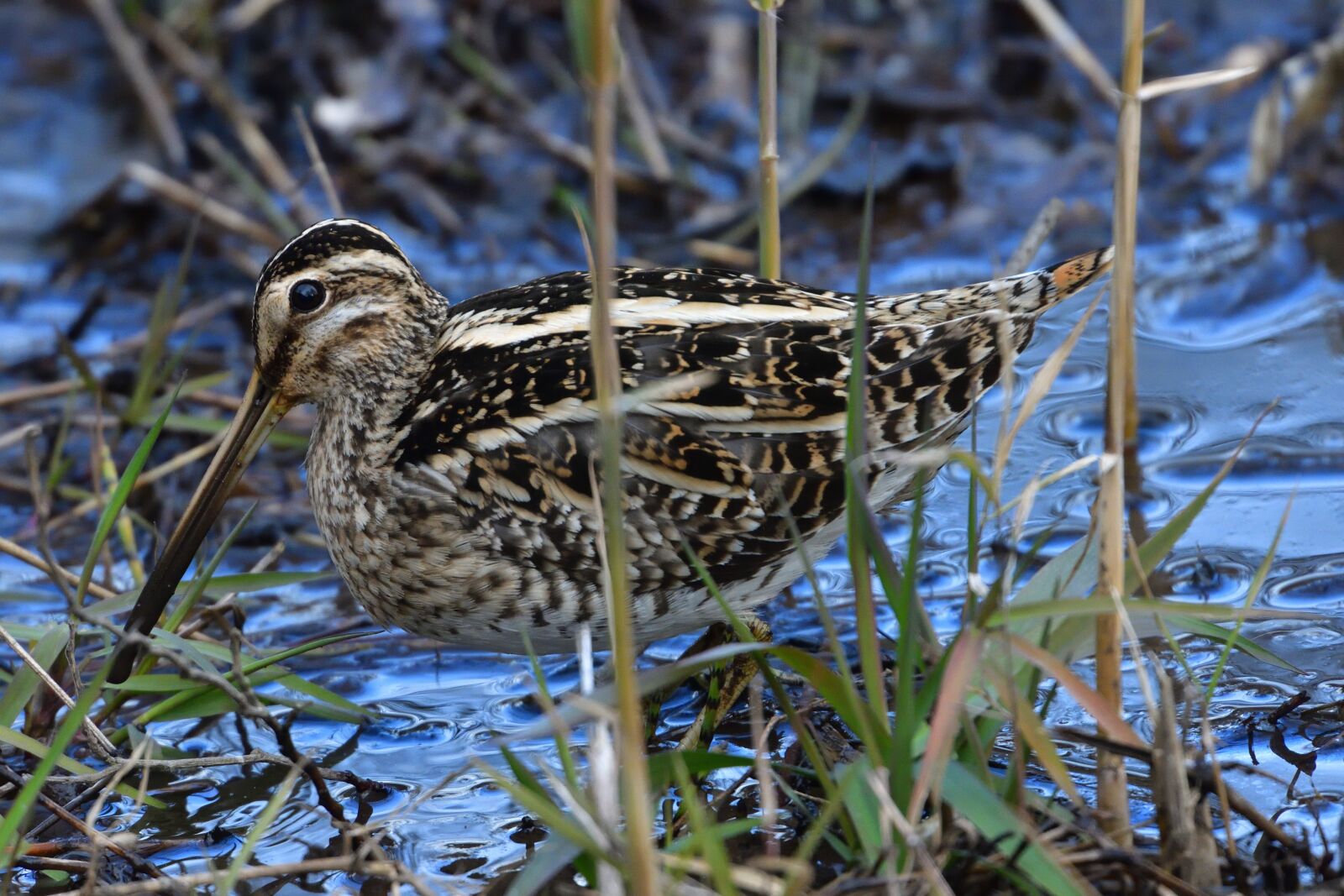 Nikon D500 sample photo. Natural, wild animals, bird photography