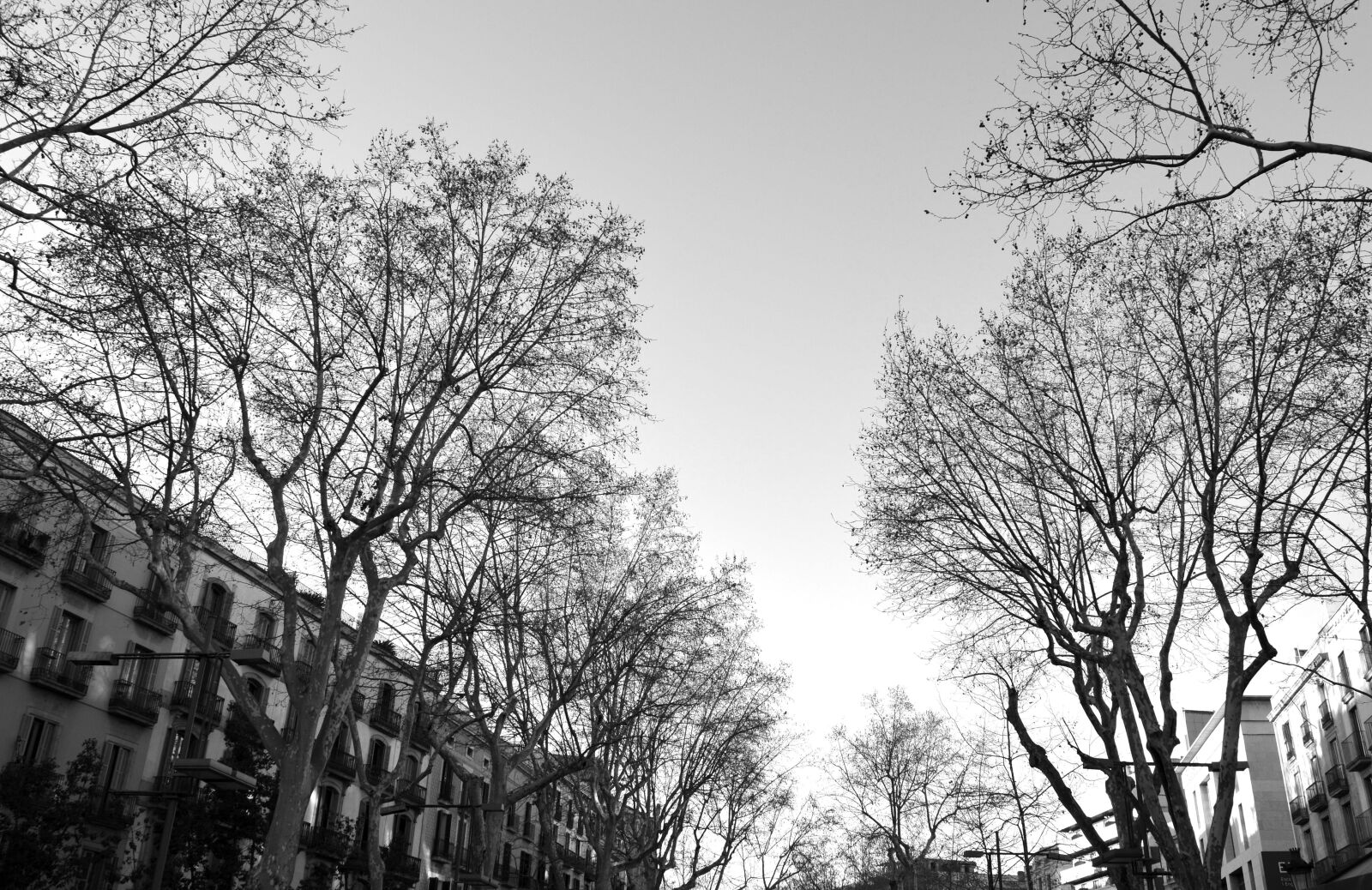 Nikon D5100 sample photo. Ramblas, street, barcelona photography