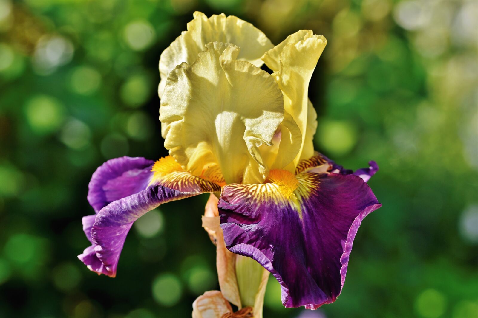 Nikon D7200 sample photo. Iris, schwertliliengewaechs, iris flower photography