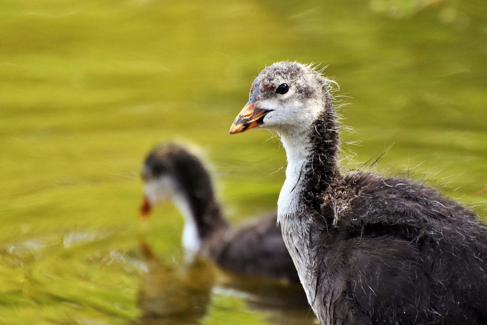 Nikon D7200 sample photo. Coot, duck, chicks photography