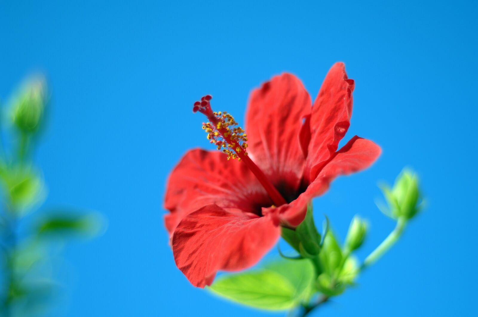 Nikon D2Xs sample photo. Flower, nature, plant photography