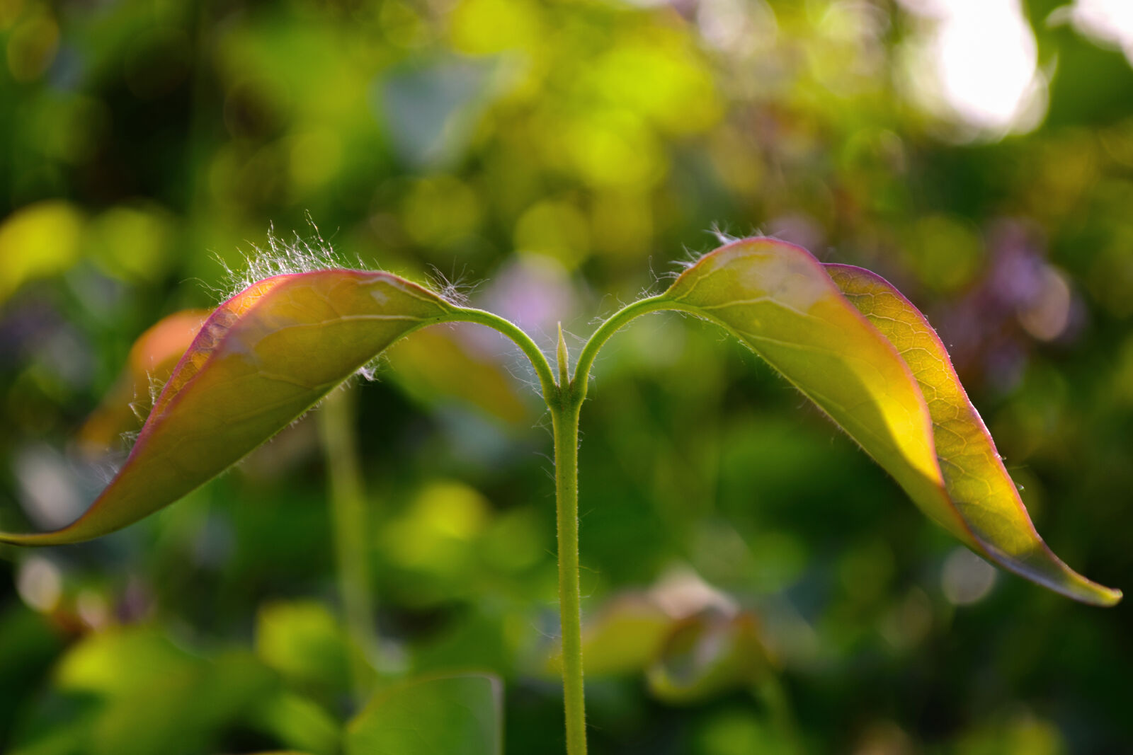 Nikon D5300 sample photo
