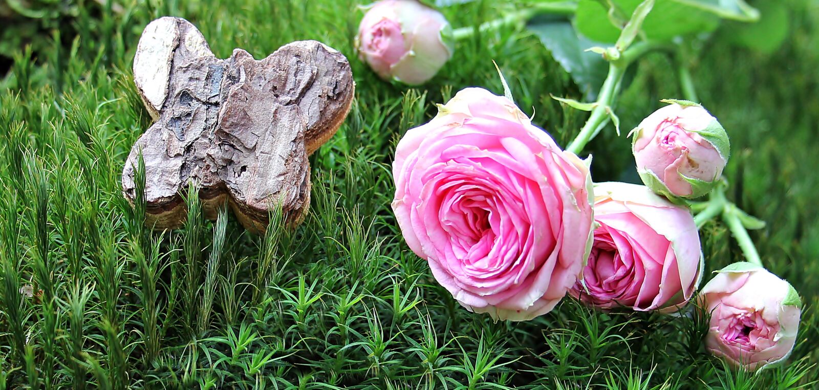 Canon EOS 550D (EOS Rebel T2i / EOS Kiss X4) sample photo. Rose, bush r schen photography