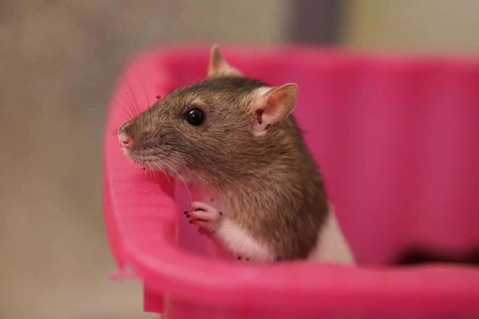 E 50mm F1.8 OSS sample photo. Rat, color rats, sweet photography