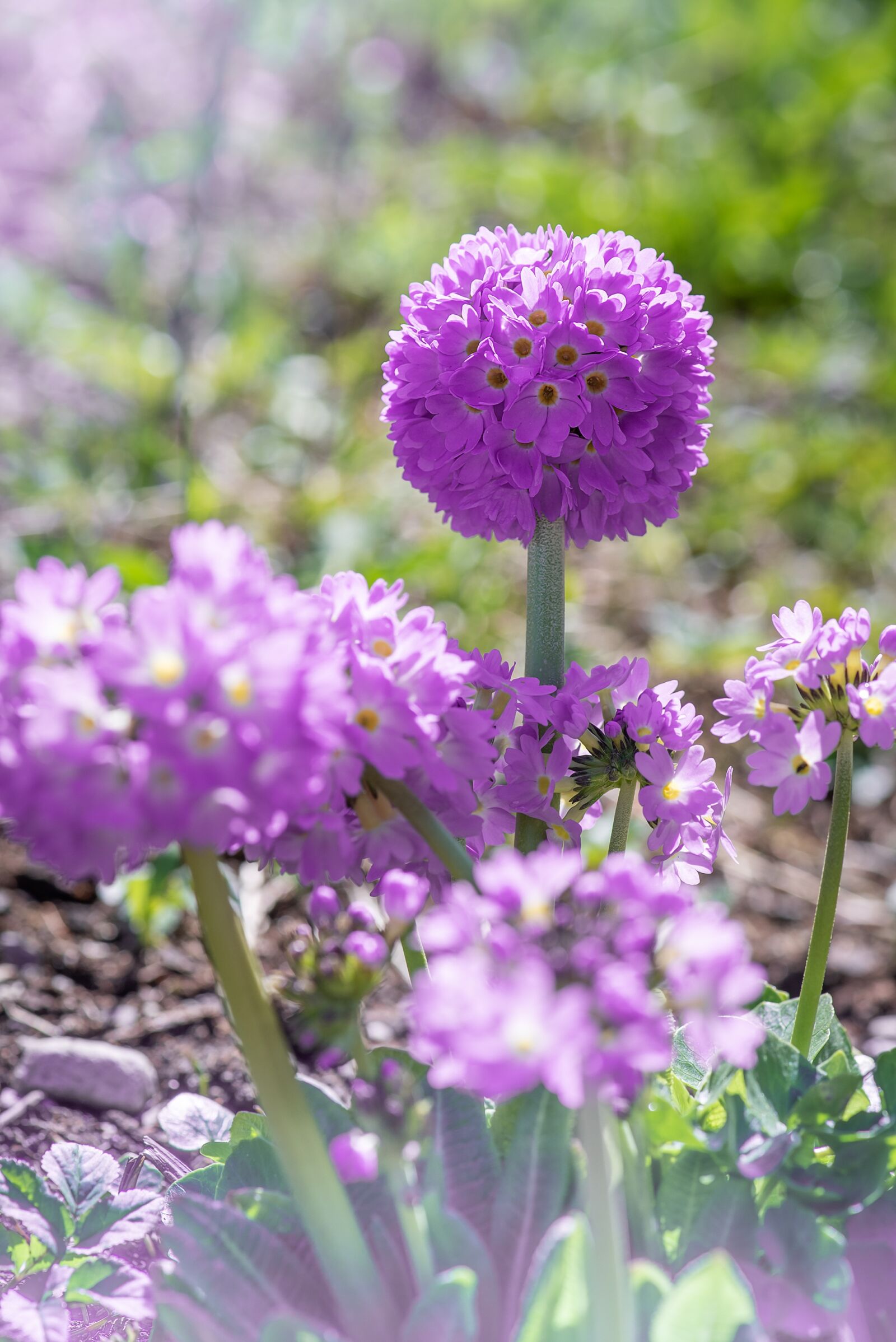 Nikon D750 sample photo. Primrose, drumstick, flower photography