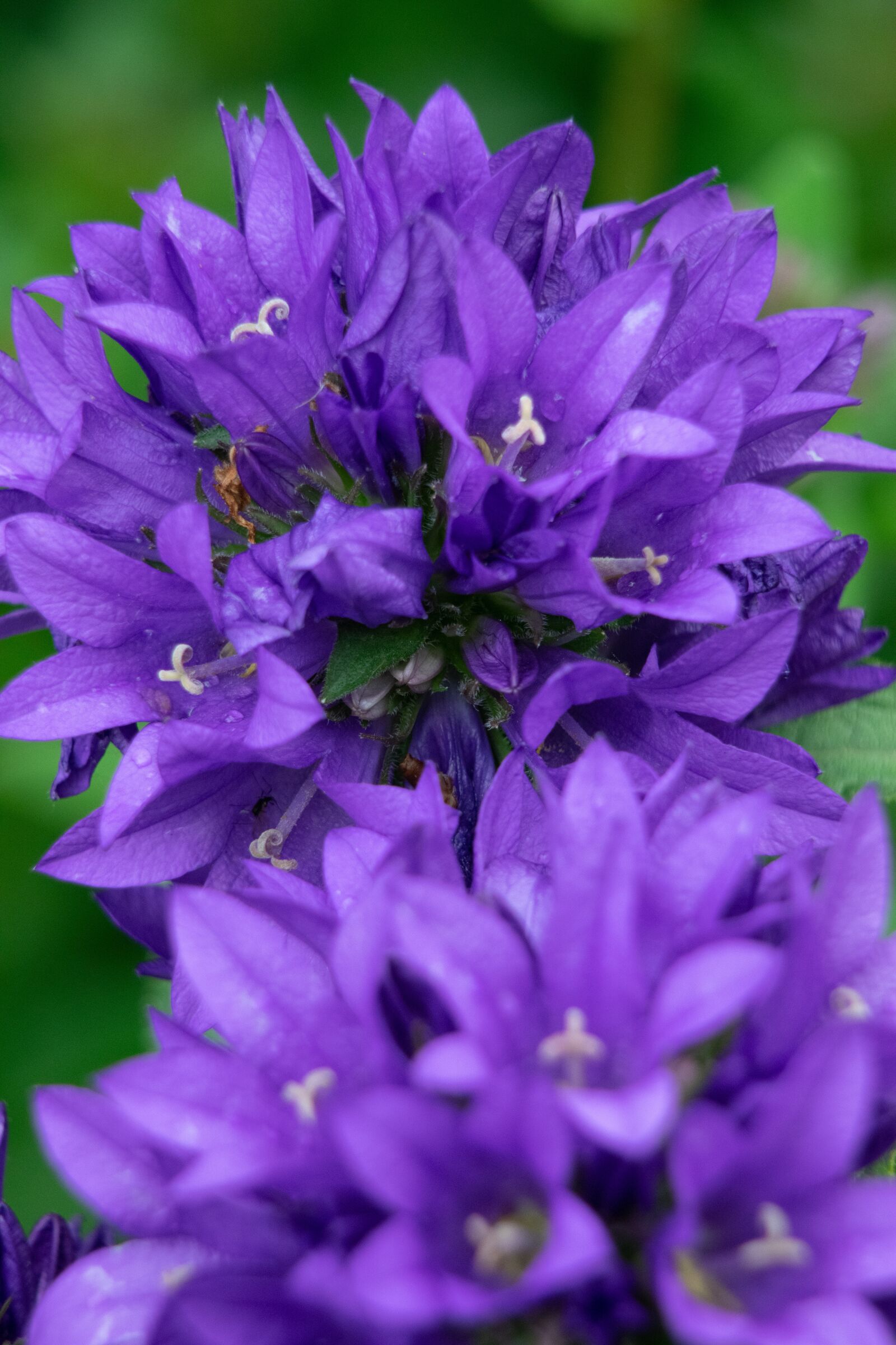 Nikon D3300 sample photo. Flower, garden, nature photography