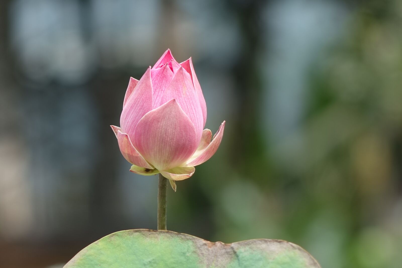 Sony Cyber-shot DSC-RX10 sample photo. Lotus, pink, water lotus photography
